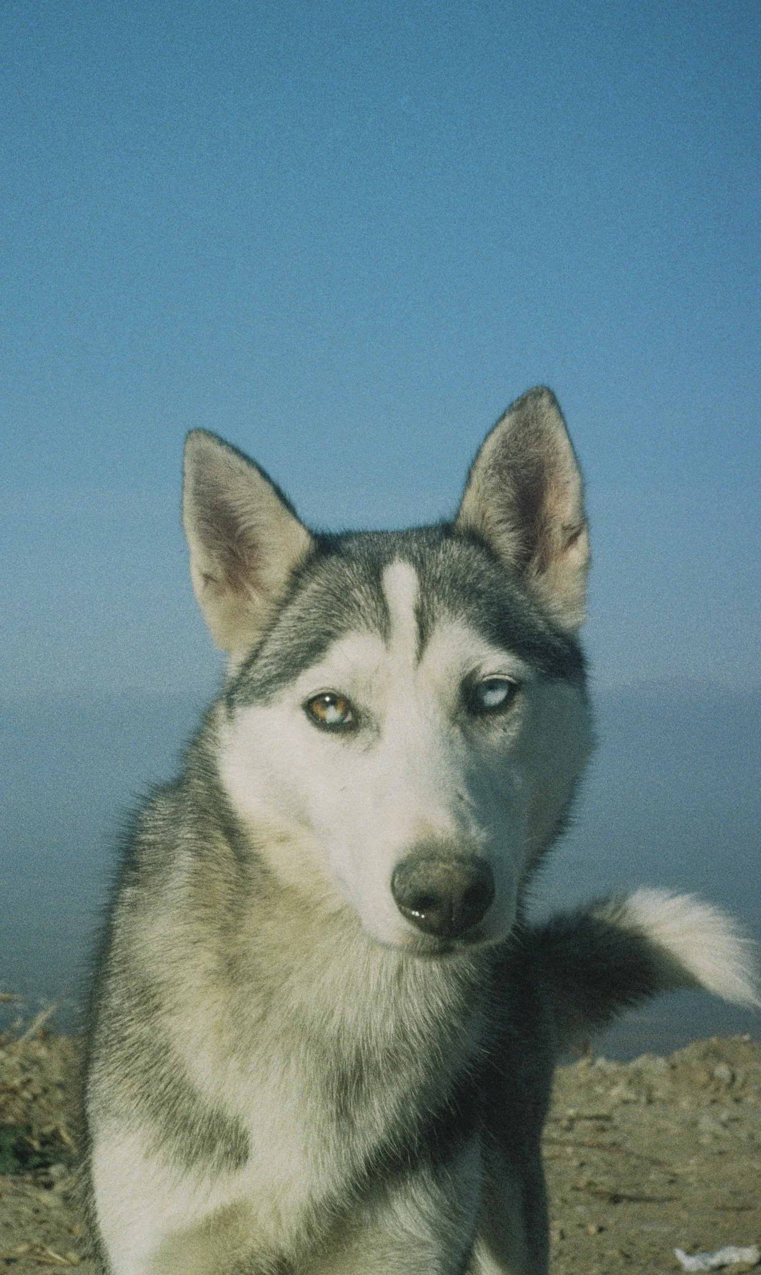 A Siberian Husky dog lying on sandy ground with a clear blue sky in the background. Taken by Olivia with a film camera in Georgia near the Russian border.
