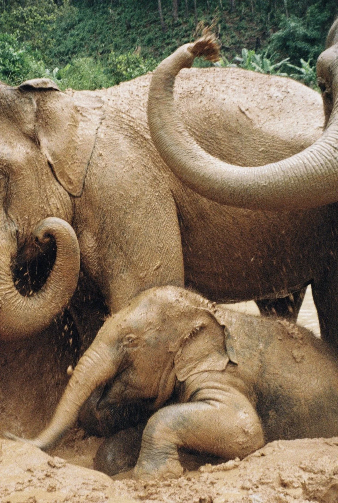 A group of elephants in a dusty area with green foliage in the background. Film photo taken by Olivia in Thailand.