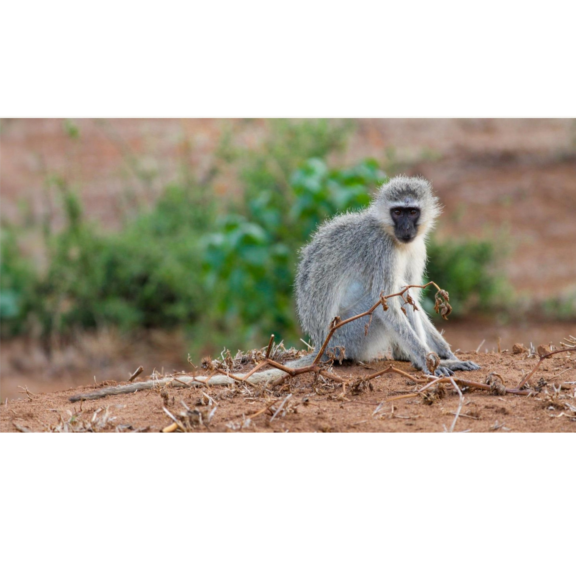 Vervet Monkey, South Africa