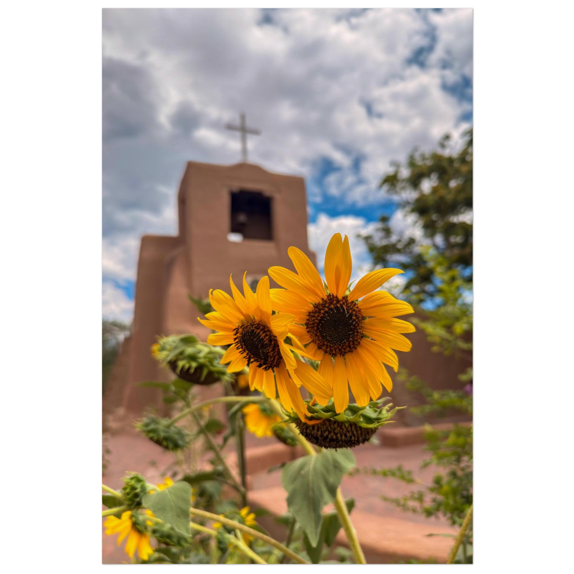 Sunflowers, Santa Fe, New Mexico