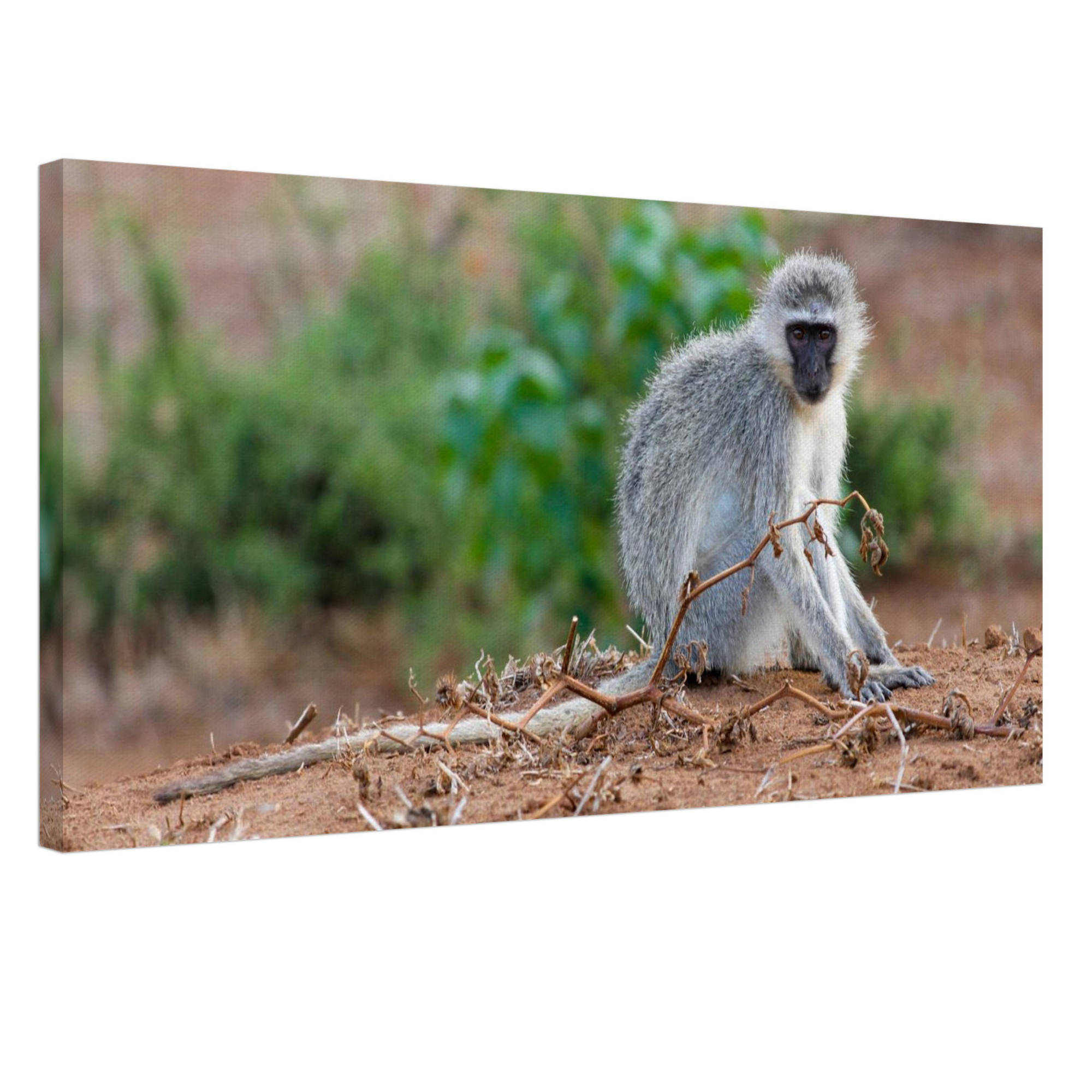 Canvas print of a vervet monkey sitting on the ground in South Africa.
