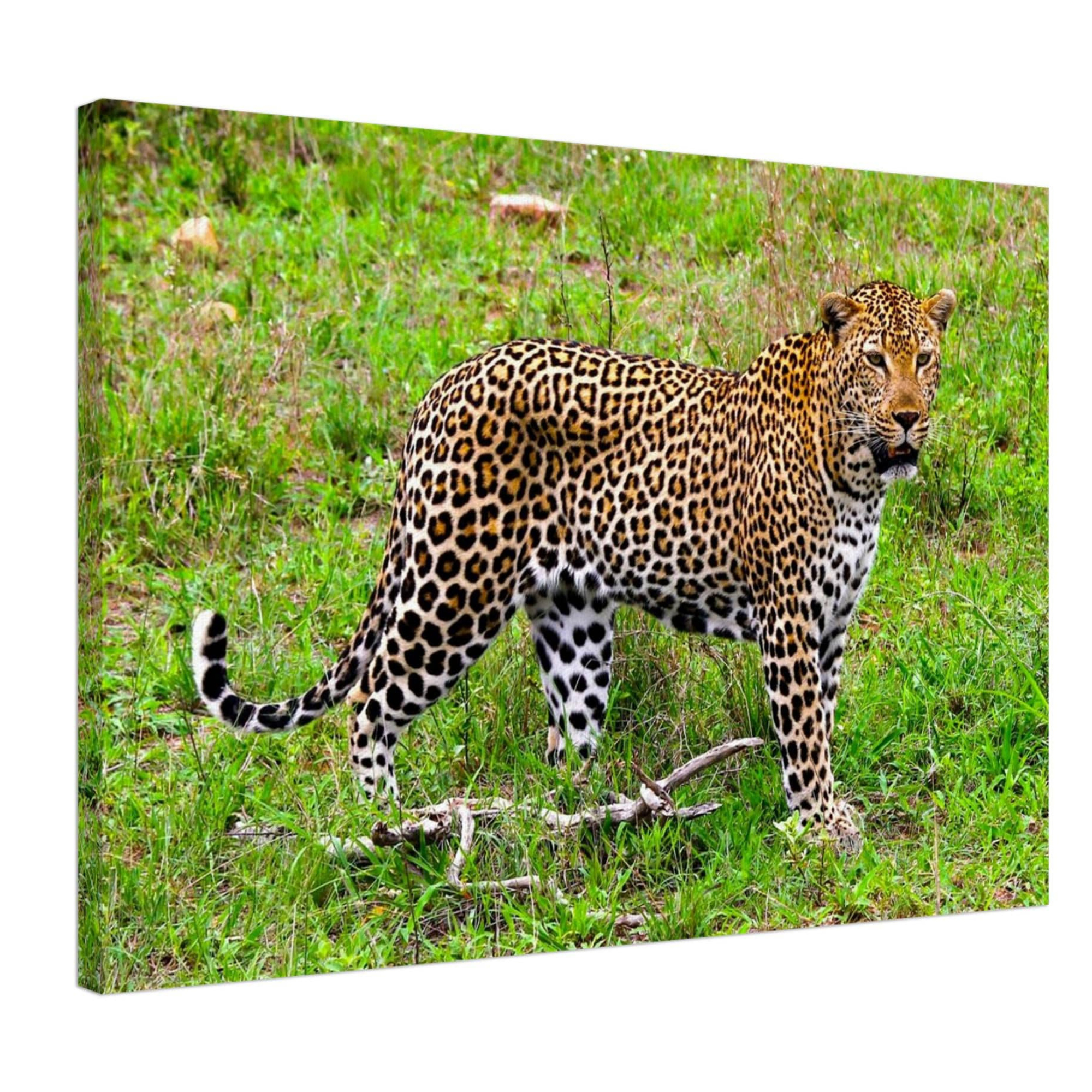 Canvas print of a regal leopard standing in a patch of green grass in South Africa.