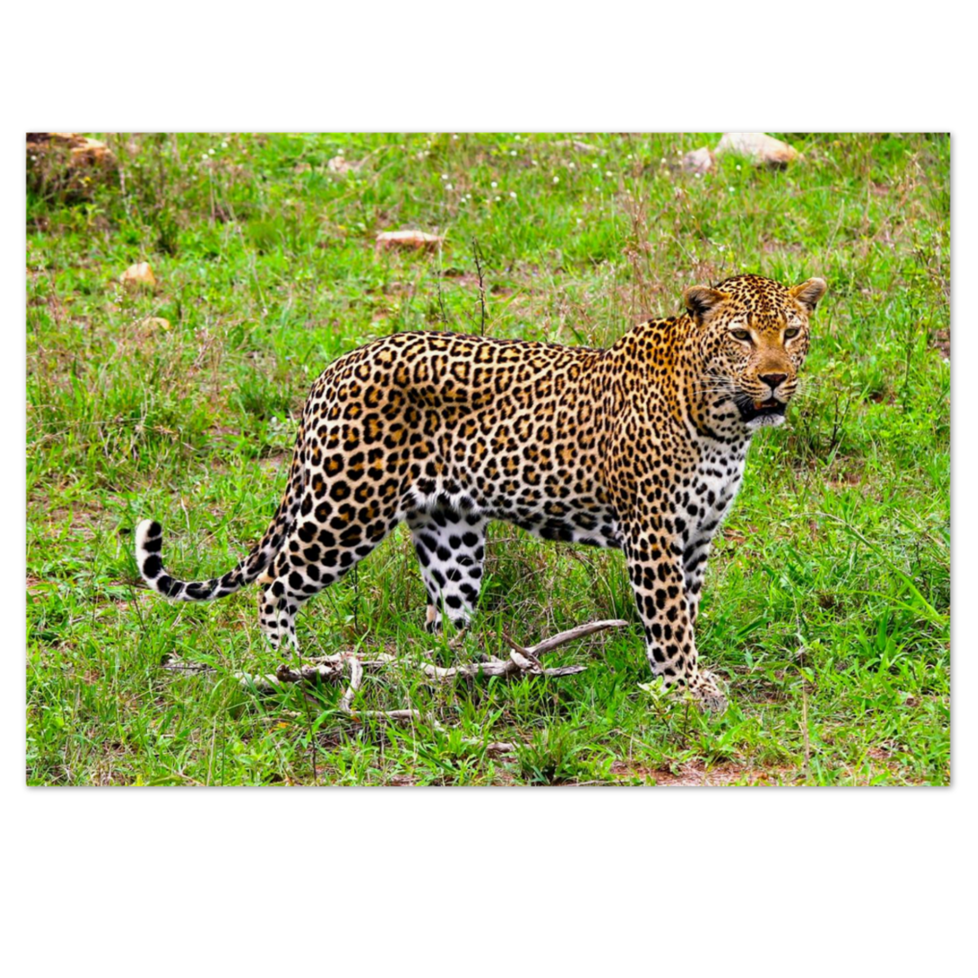 Leopard, South Africa