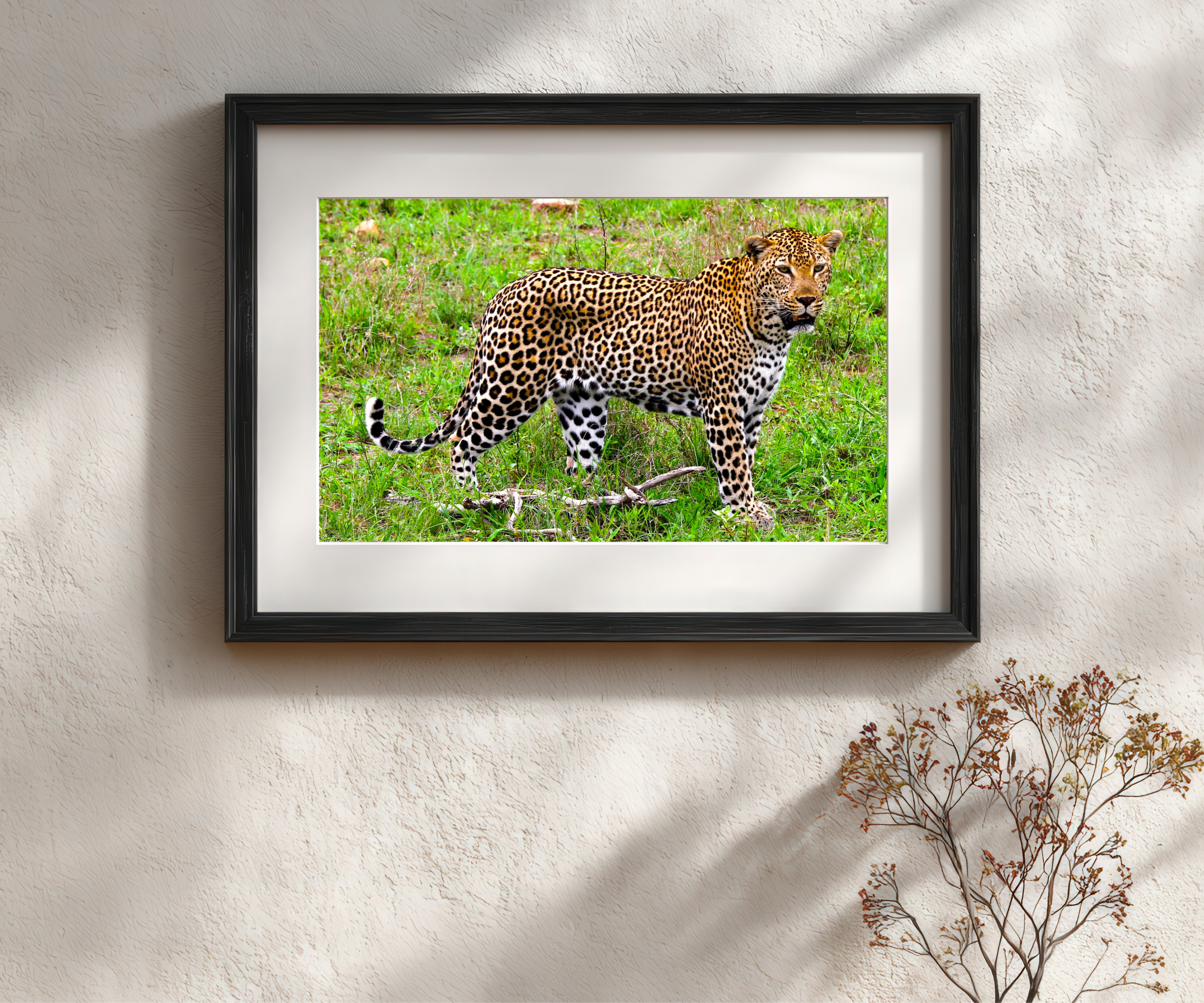 Matted and framed print of a regal South African leopard.