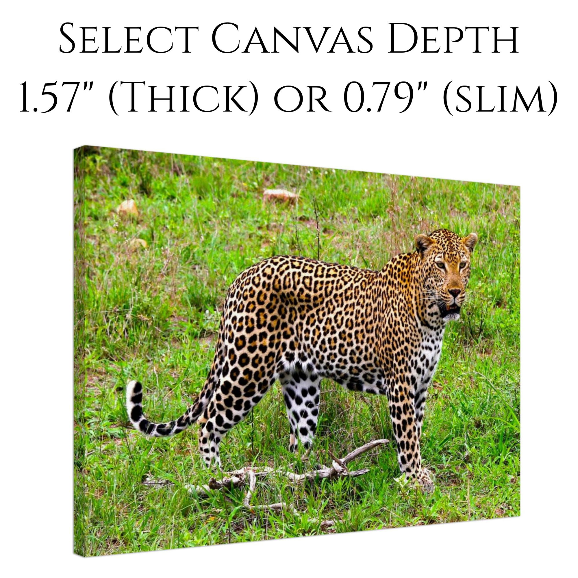 Canvas print of a South African leopard. Text notes canvas is available in two depths--slim (0.79 inches) and thick (1.57 inches).