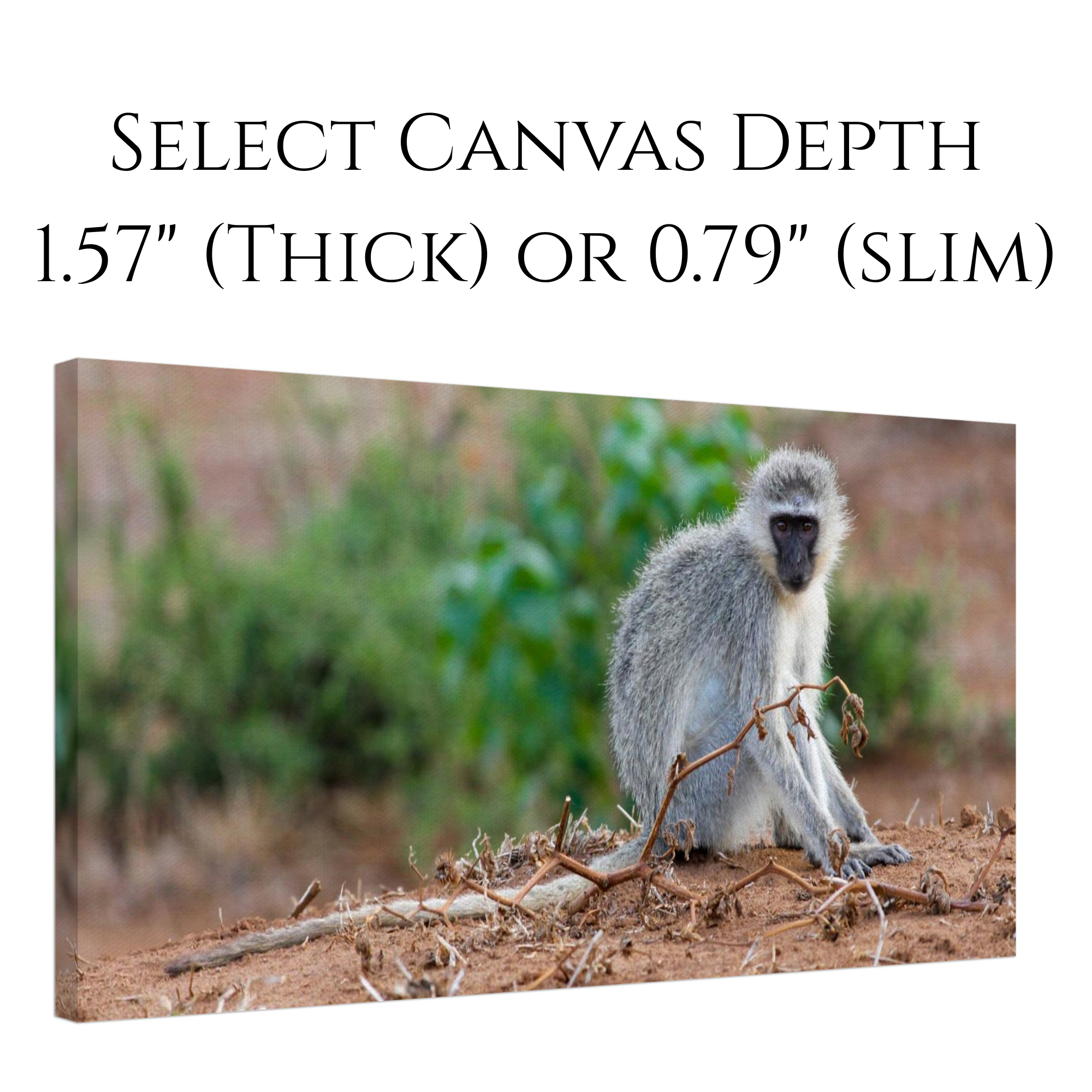 Canvas print of a vervet monkey in South Africa. Text notes canvas is available in two depths--slim (0.79 inches) and thick (1.57 inches).