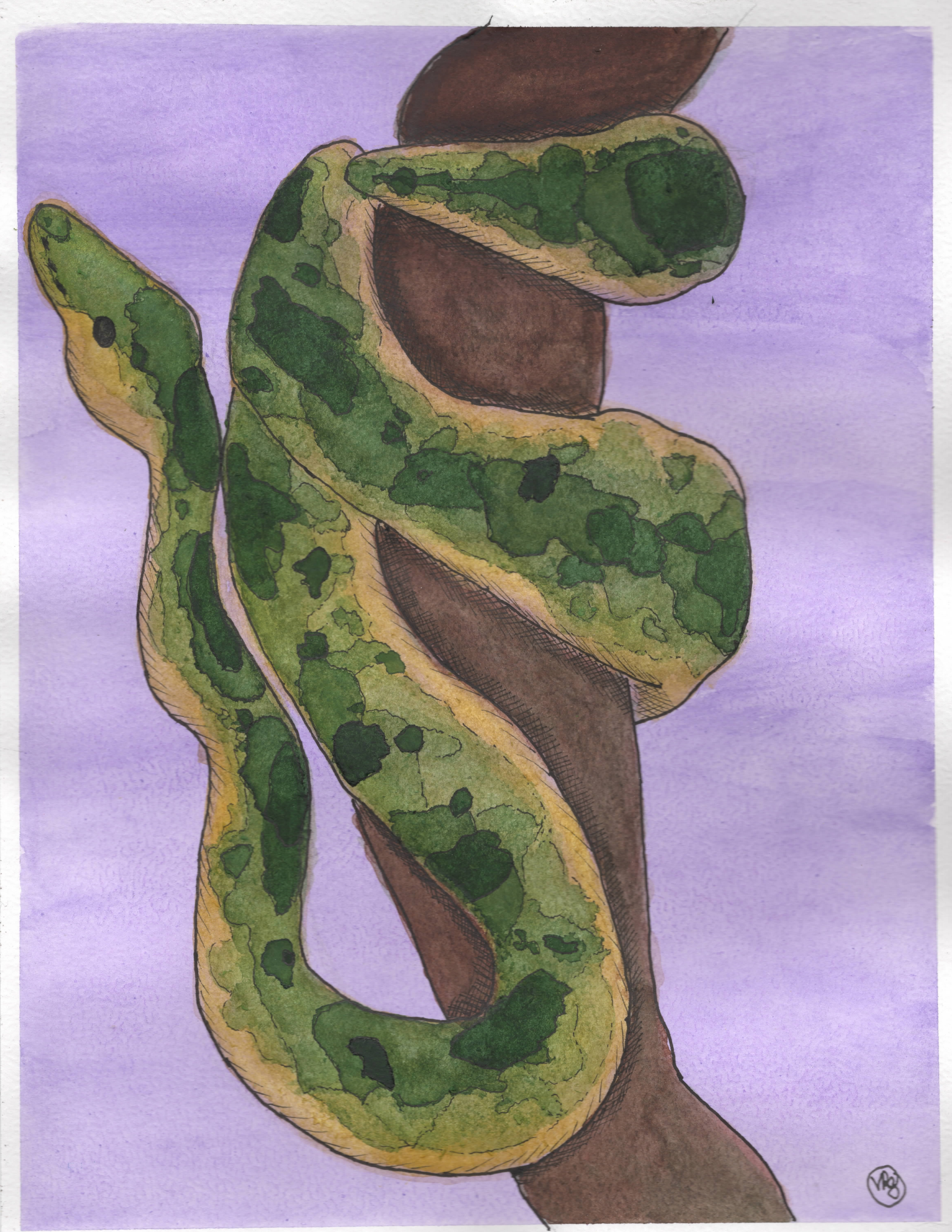 snakeontree1.png