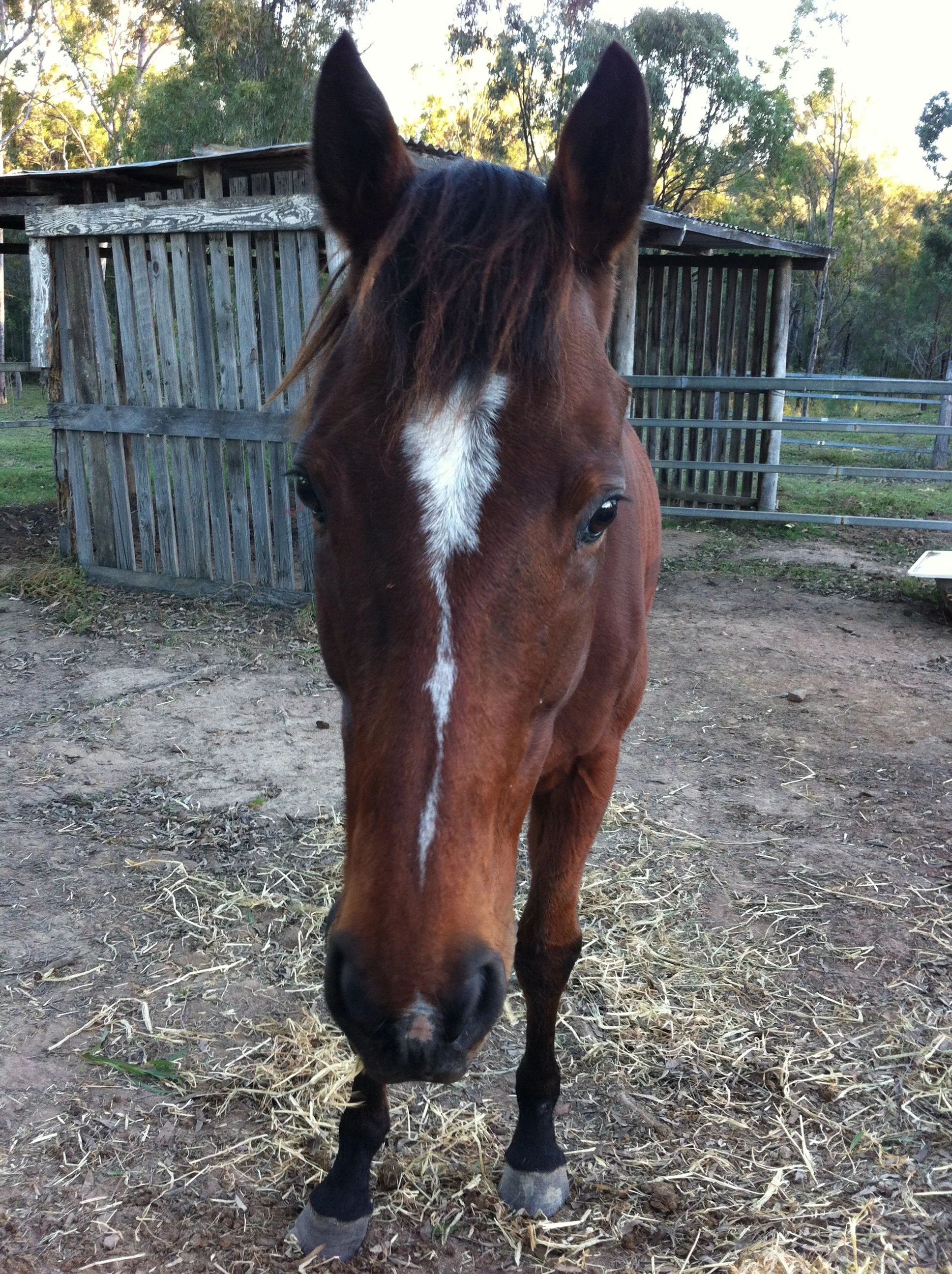 Close-up of a brown horse with a white blaze on its face, standing on dirt with hay, in a fenced outdoor area with a rustic wooden shed and trees in the background.