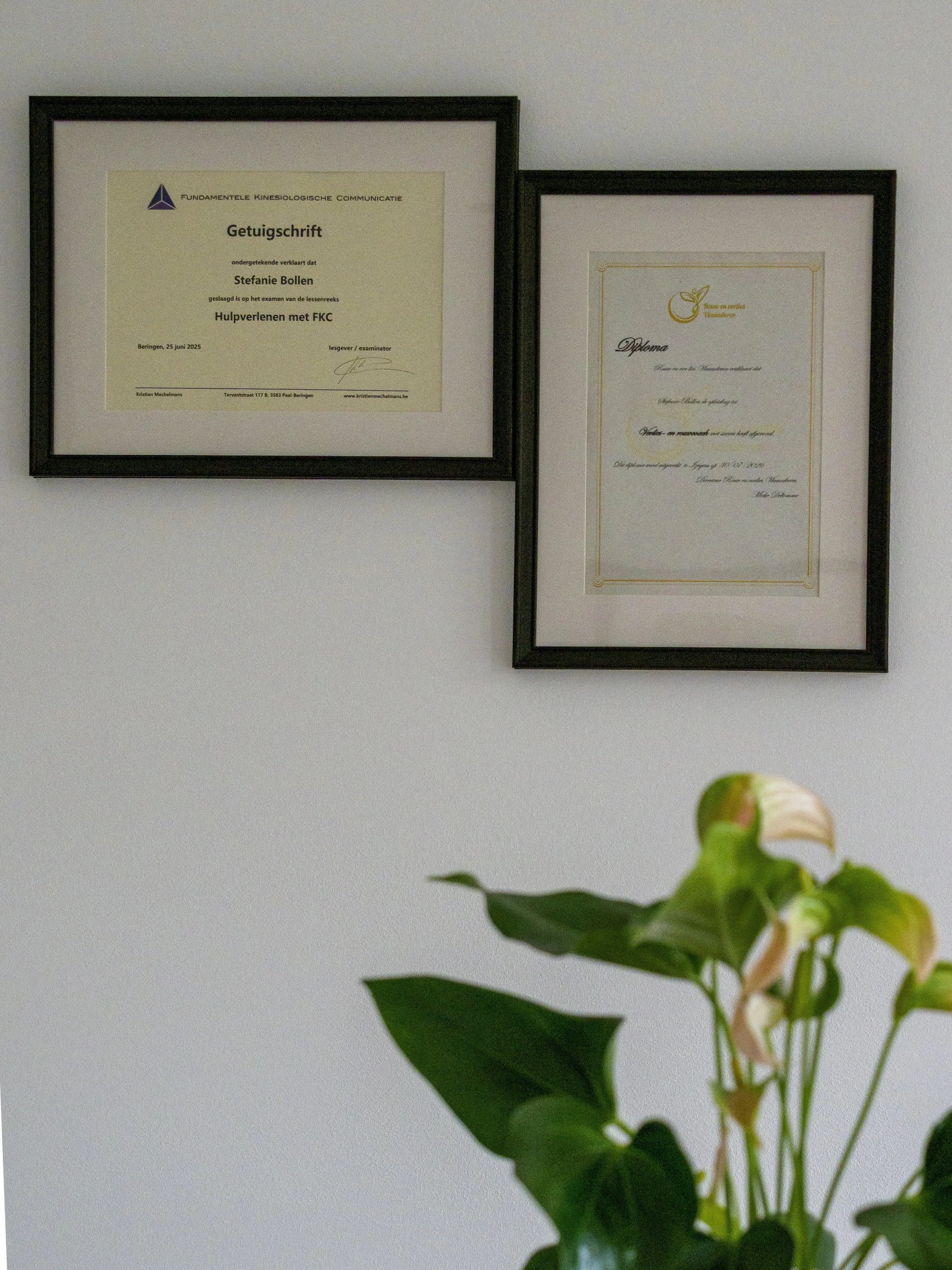 Twee geprepareerde diplomakaarten en een certificaat aan de muur, met een groene plant op de voorgrond.