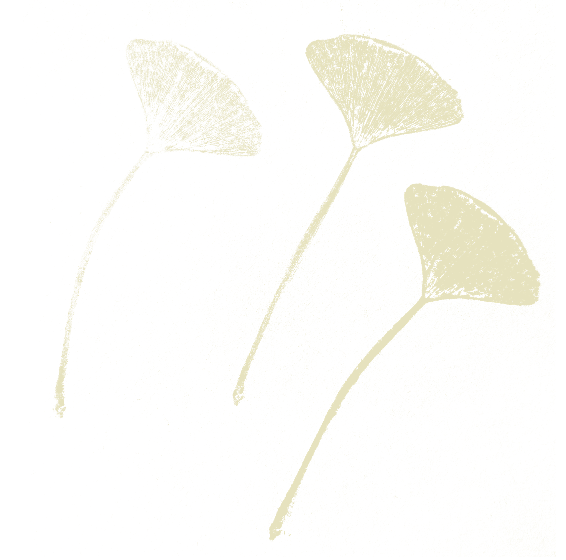 Een close-up van vier witte bladeren met lange steel, gelegen op een zwarte, korrelige achtergrond.