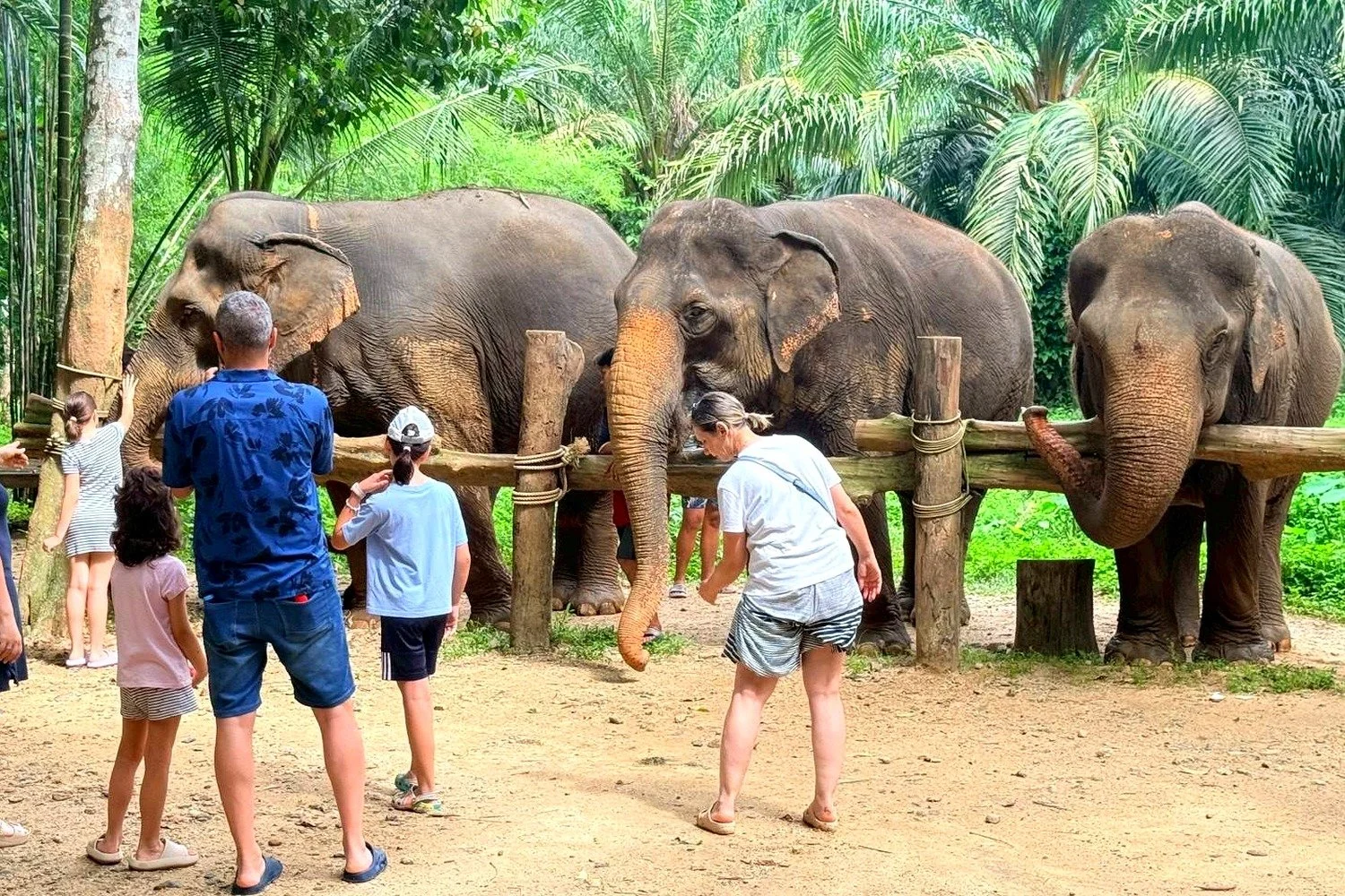 Visitors feeding three elephants in a green jungle clearing in Krabi