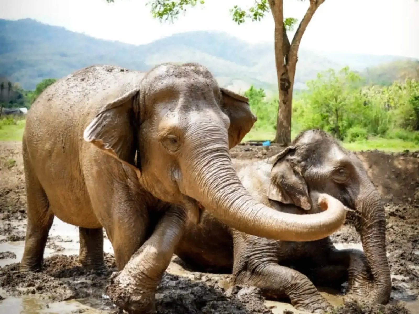 elephant-mud-spa-phuket.jpg