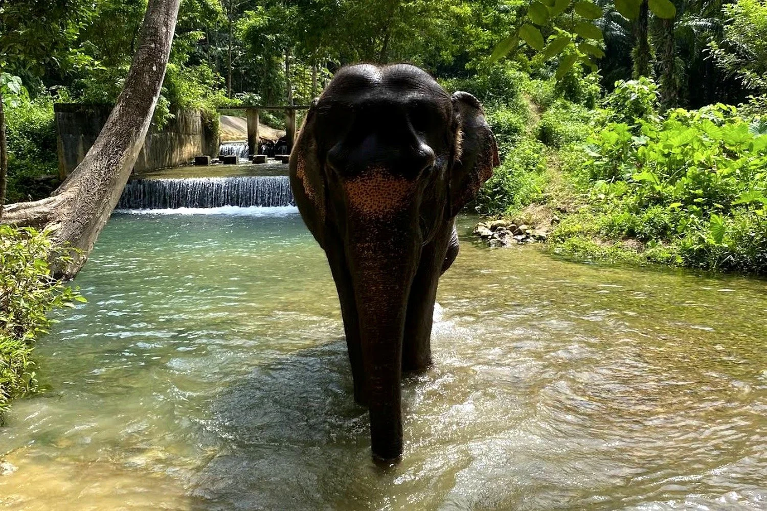 krabi-elephant-sanctuary-elephant-in-river-vivid-product-1500x1000.jpg