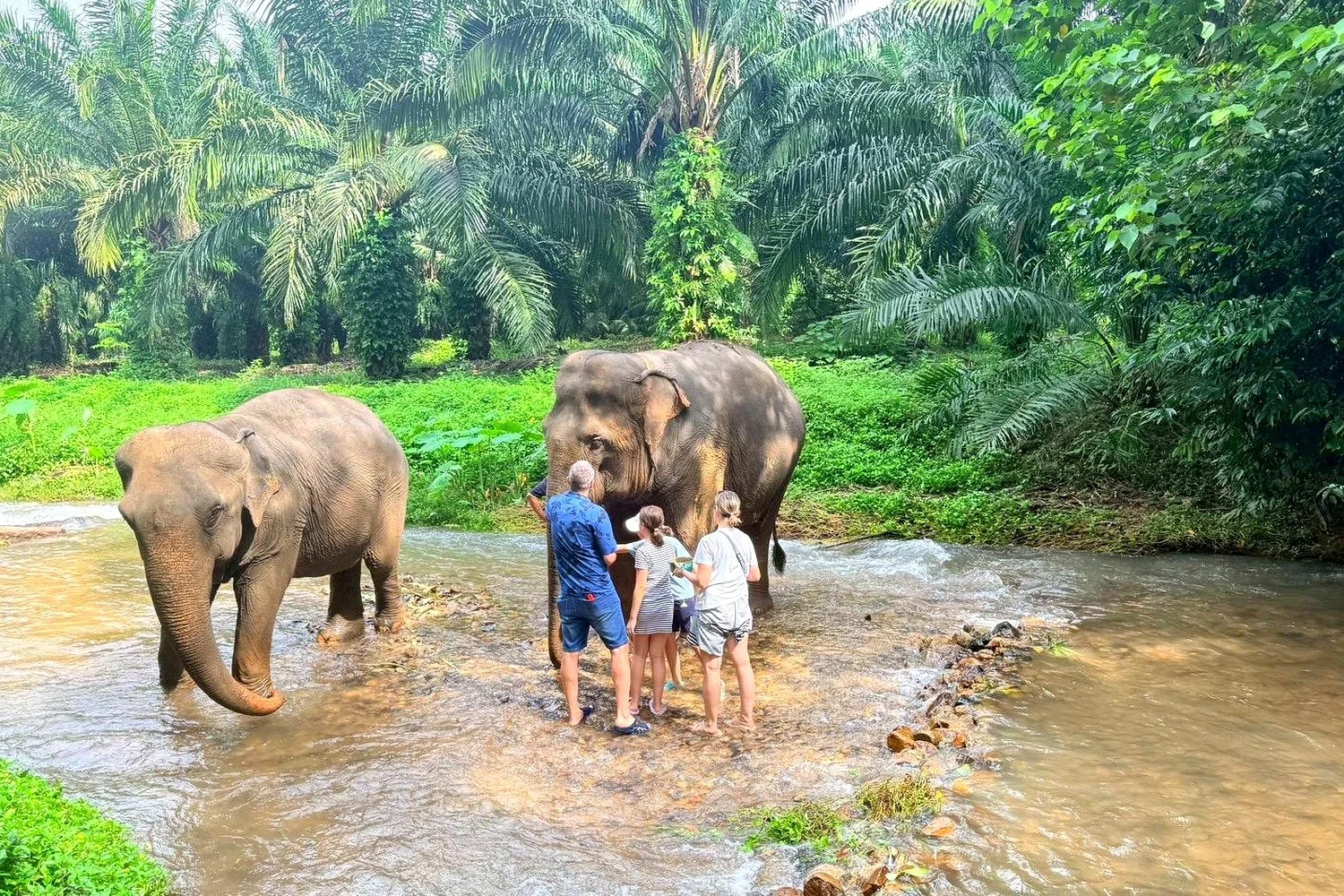 Visitors meeting two elephants in a shallow jungle river surrounded by palm trees in Krabi