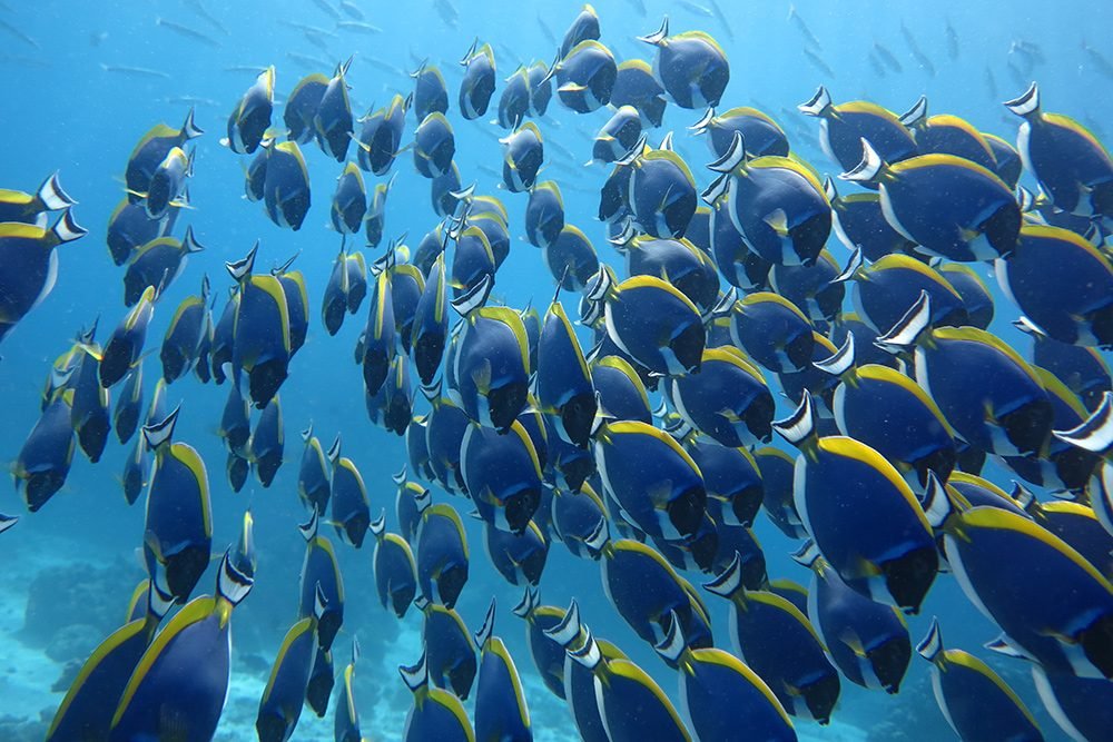 similan-islands-tropical-fish.jpg