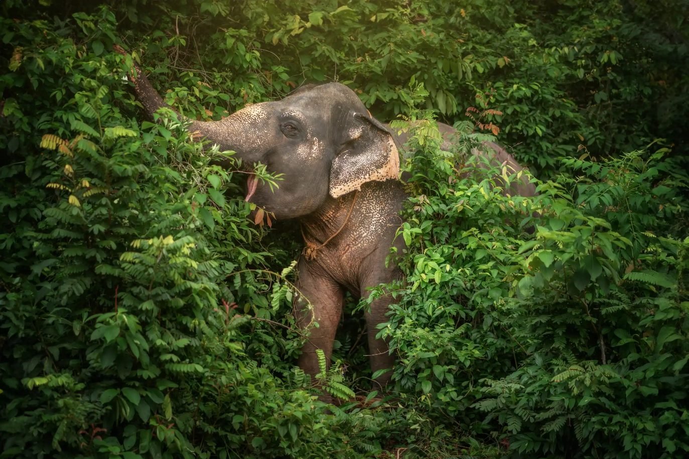 elephant-eating-leaves-phuket.jpg