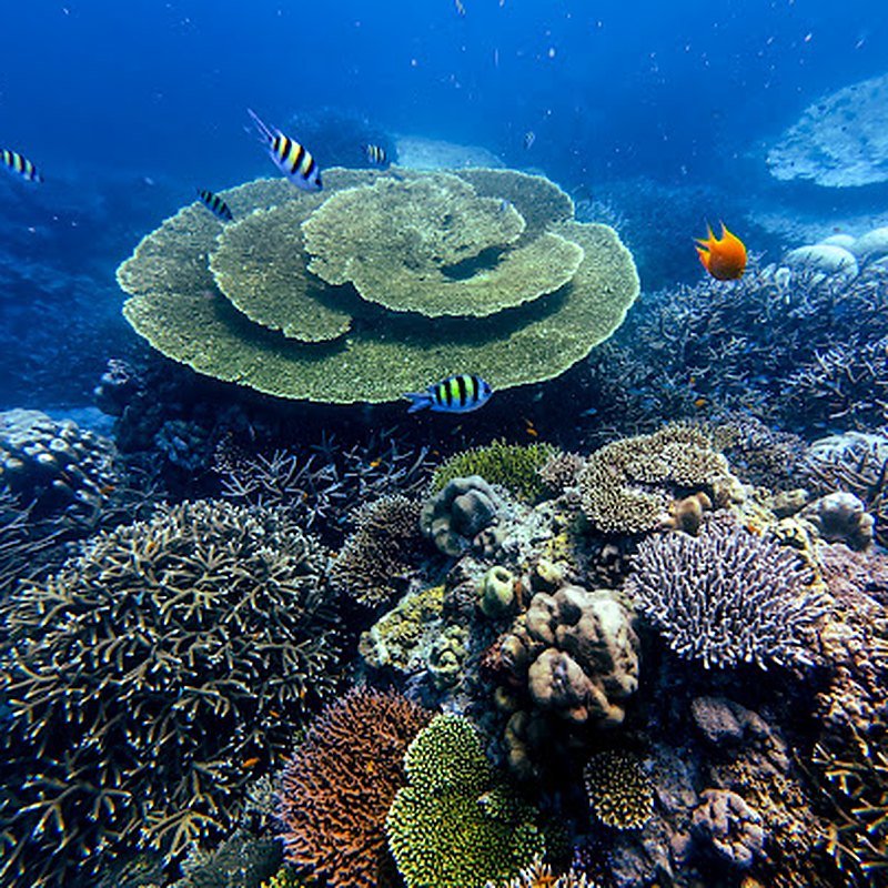 surin-islands-table-coral-under-sea-marine-life