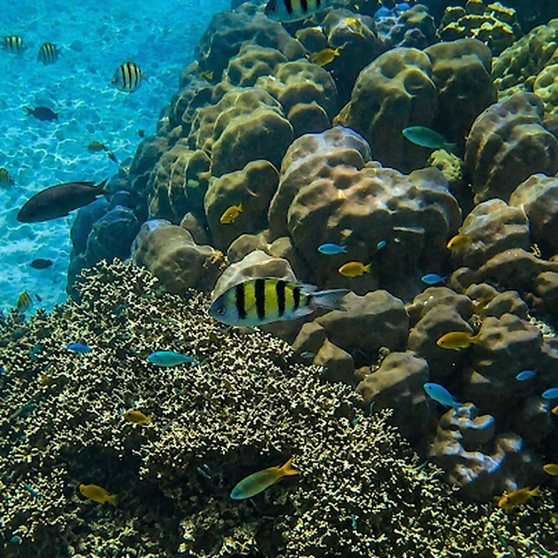 surin-islands-reef-fish-under-sea