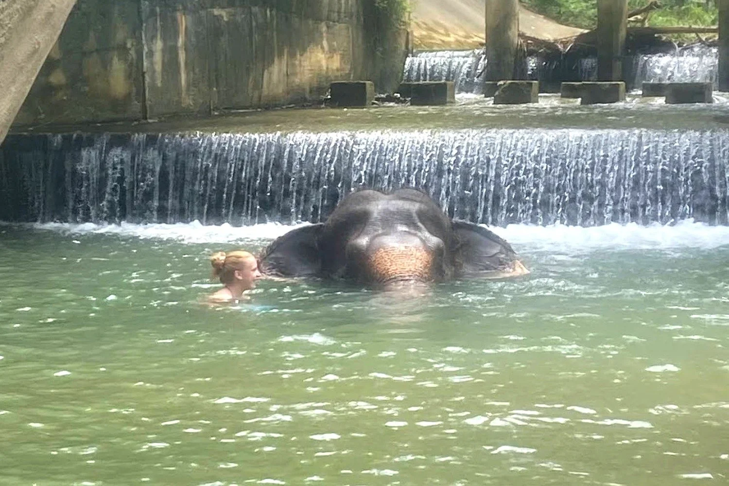 A guest swimming beside an elephant in front of a small waterfall in a jungle river in Krabi