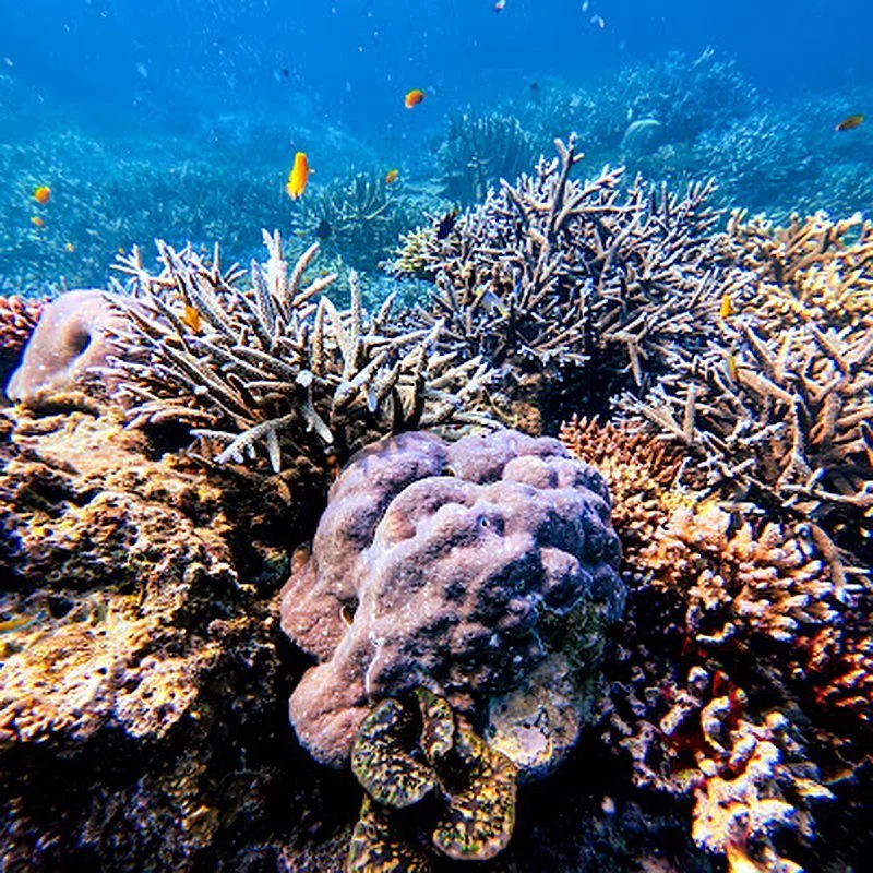 surin-islands-coral-reef-beautiful-flower