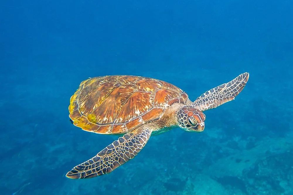similan-islands-green-sea-turtle.jpg