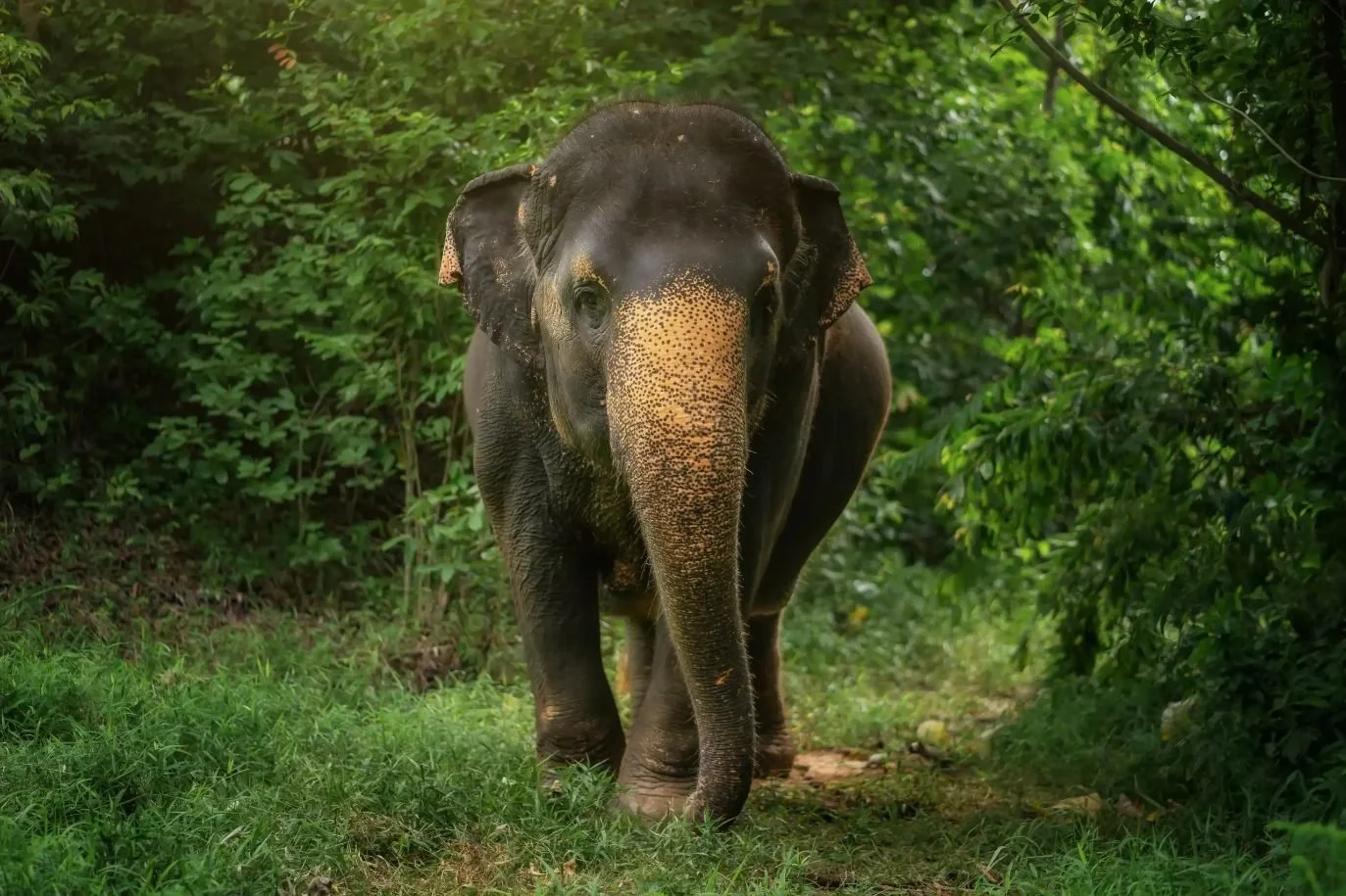 elephant-portrait-phuket-forest.jpg