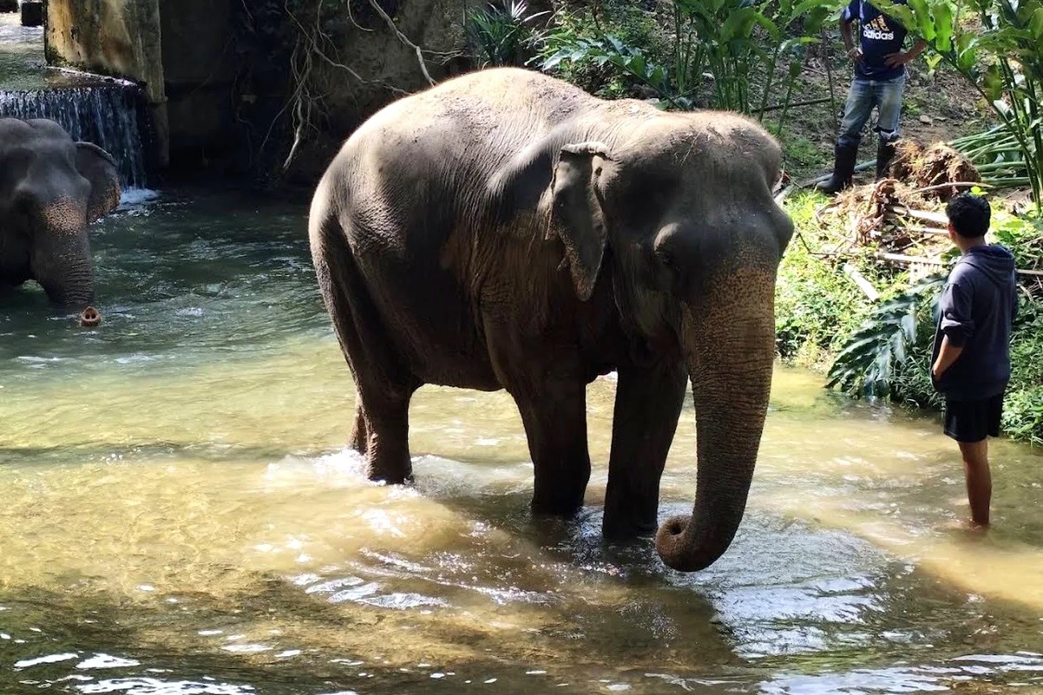 An elephant walking through a shallow jungle stream near a small waterfall in Krabi