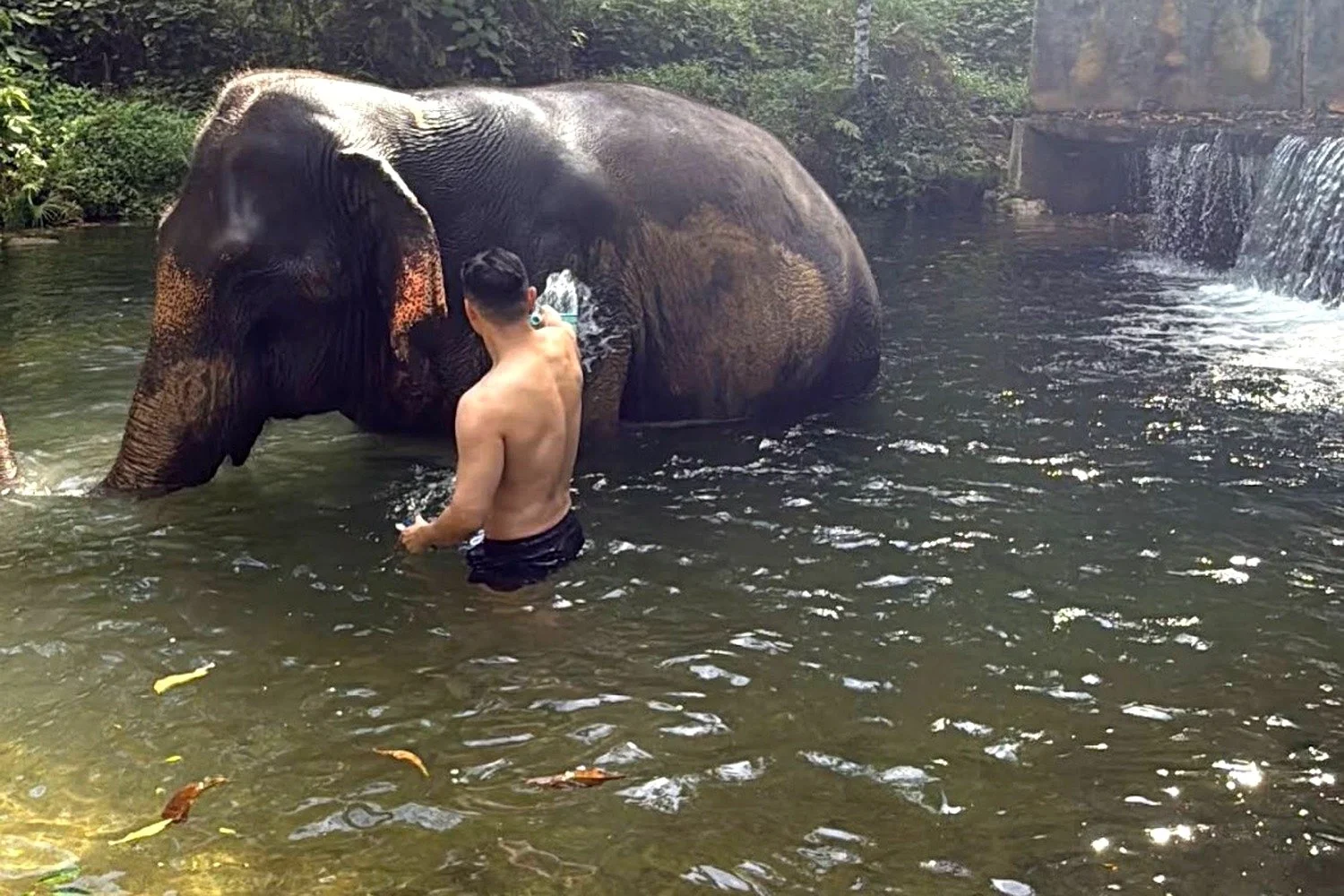 A guest bathing an elephant in a jungle river near a small waterfall in Krabi