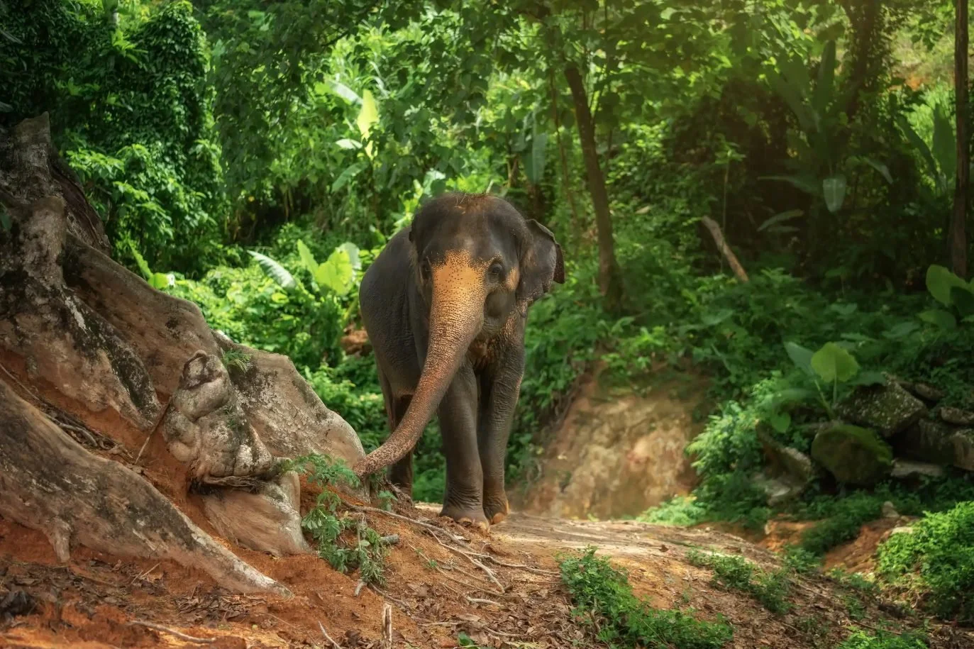 elephant-sanctuary-phuket-jungle.jpg