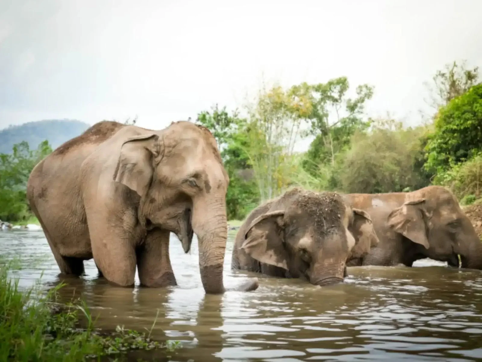 elephants-bathing-river-phuket.jpg