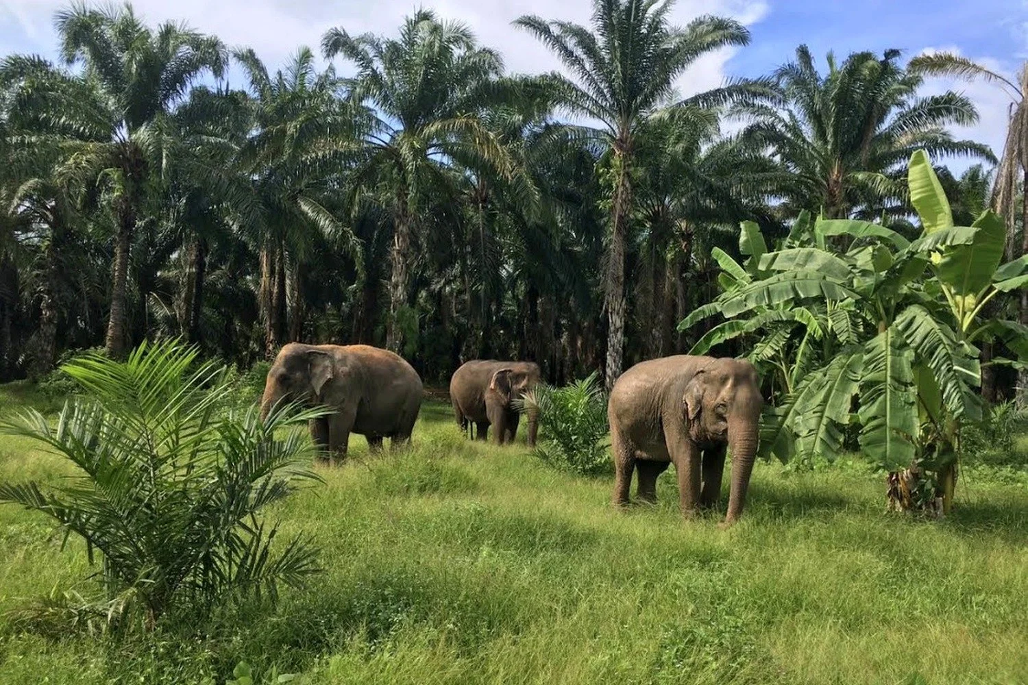 Three elephants walking freely on green grass among palm trees in Krabi