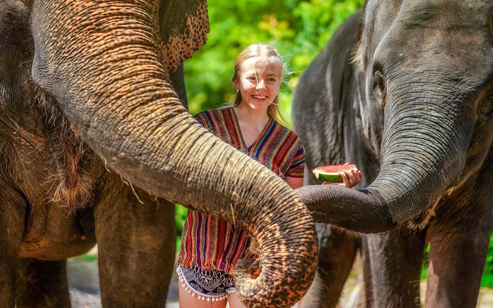 feeding-elephants-watermelon-phuket.jpg