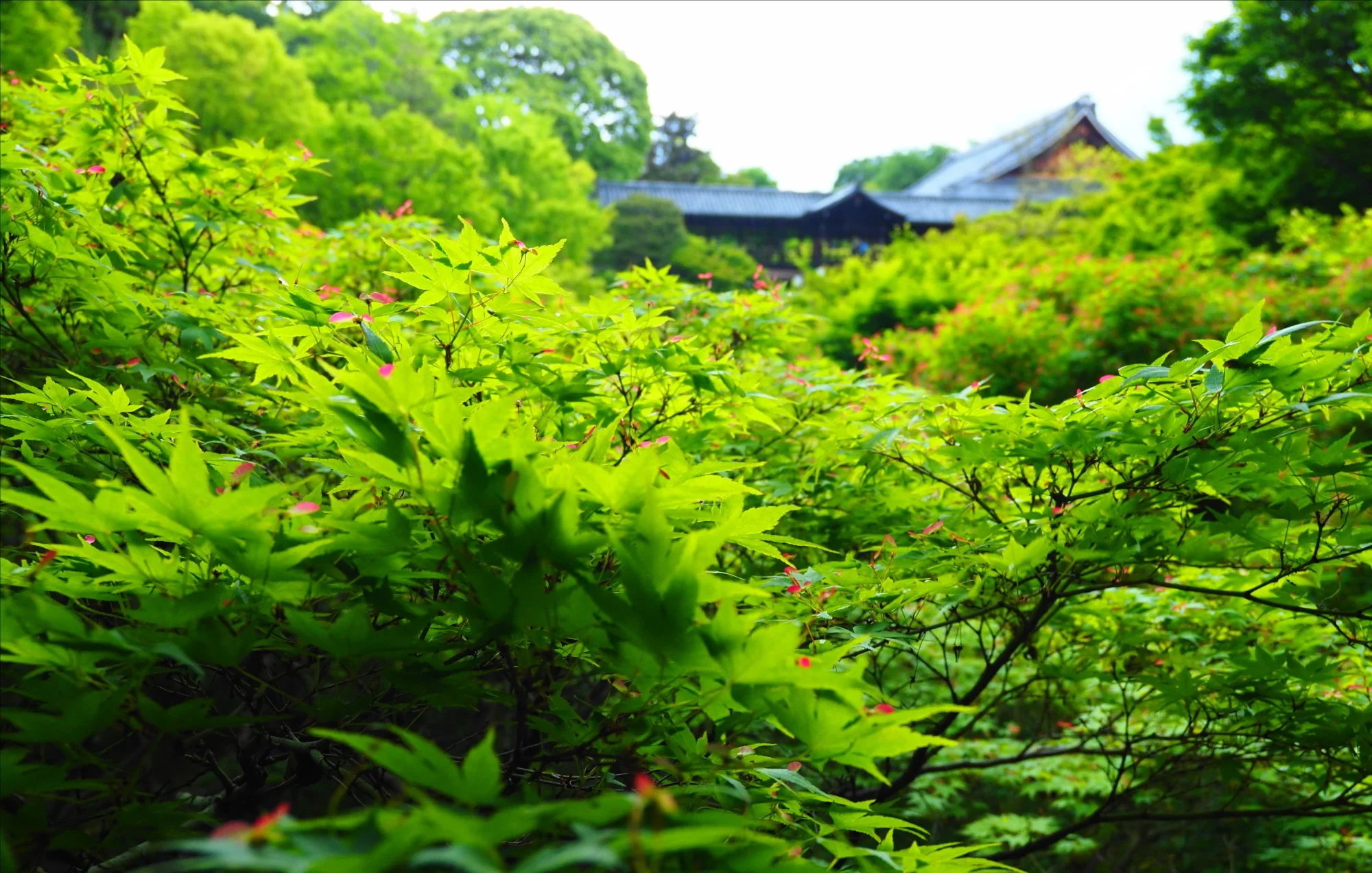 Kyoto Green.jpg