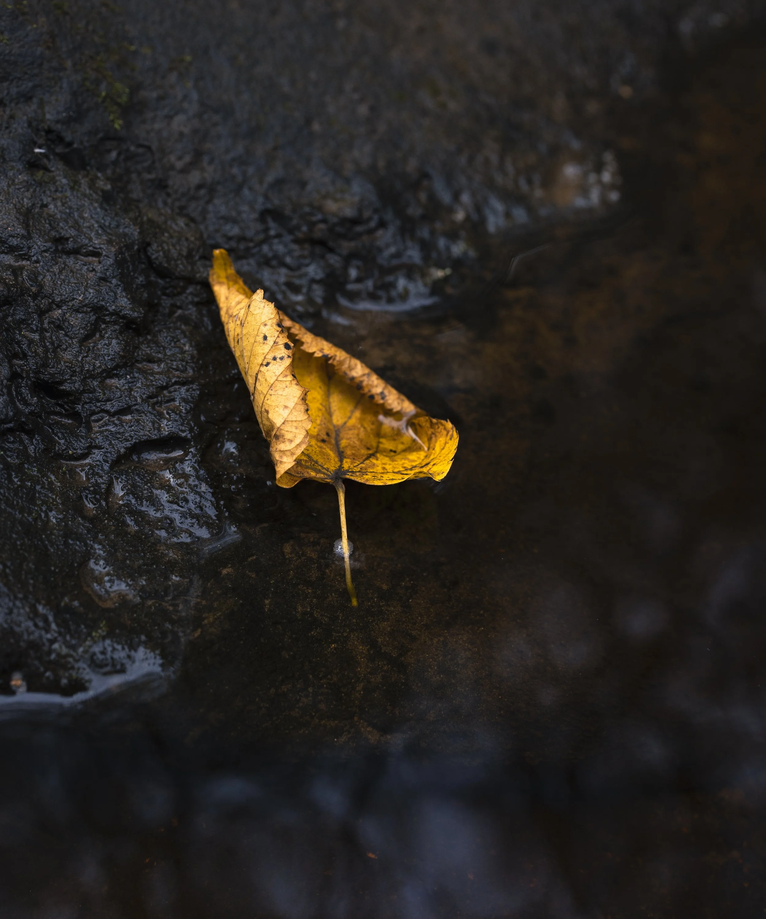 A yellow and brown fallen leaf on a dark, wet, rocky surface with water around it.