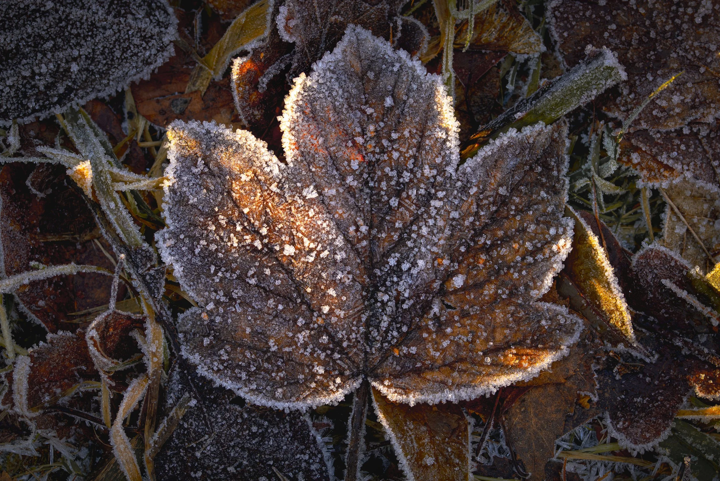 A close-up of a frost-covered leaf amidst grass and other fallen leaves with frost crystals visible on the surface.