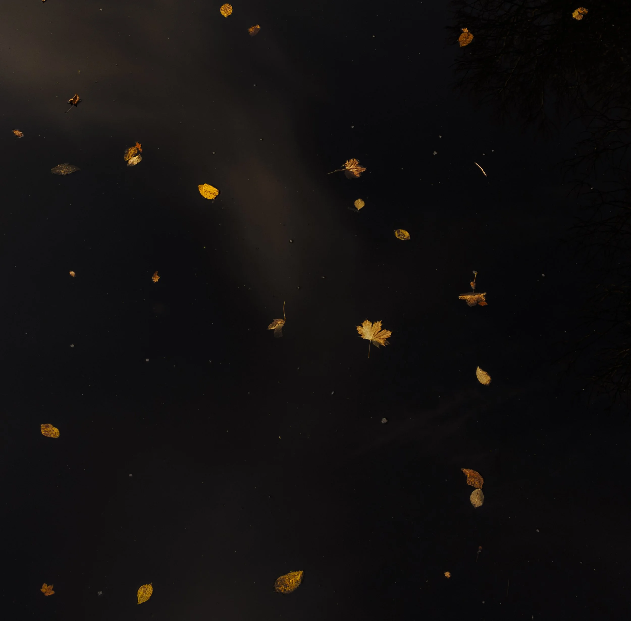 Dark water at night with fallen leaves floating on the surface.