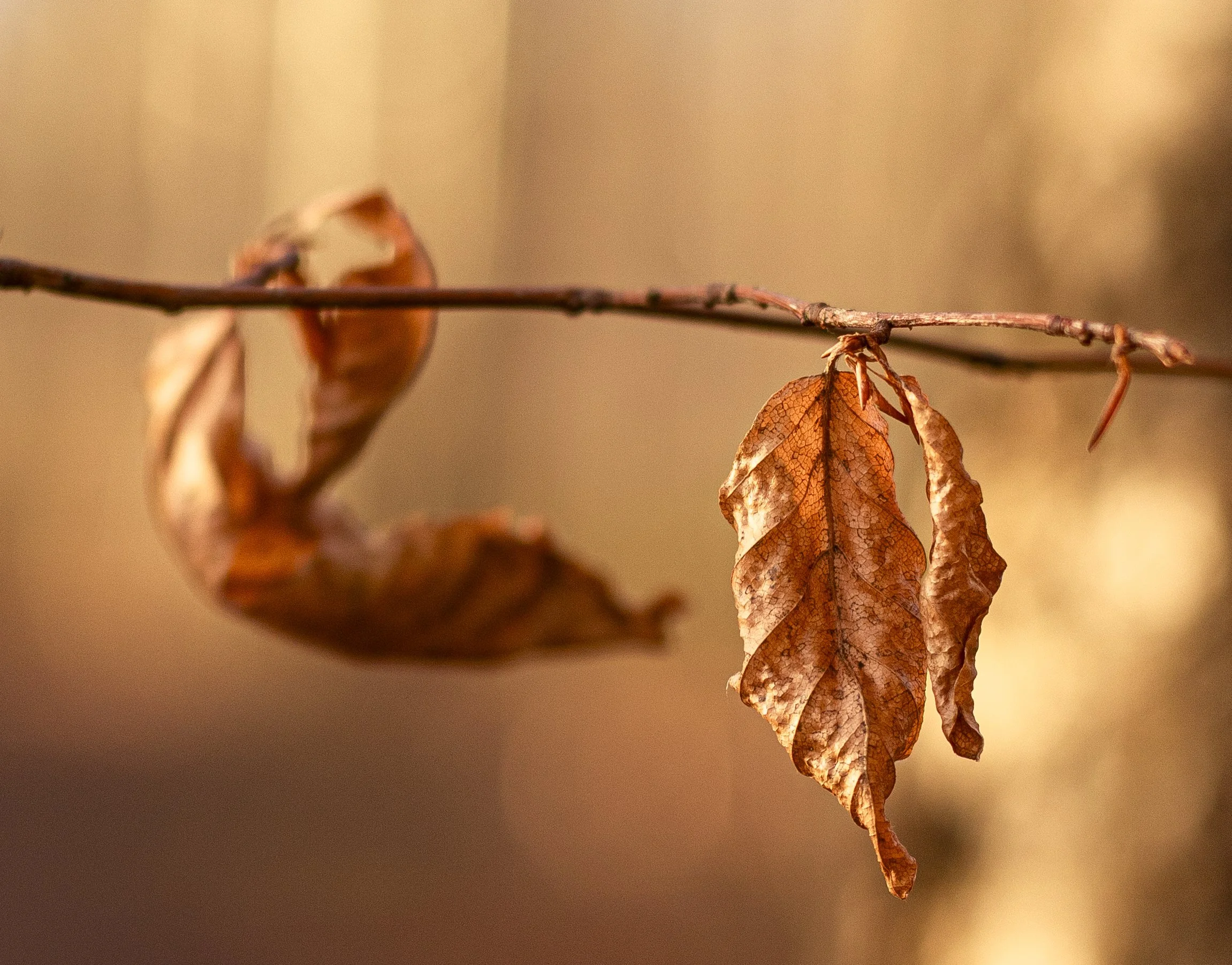 Close-up of withered brown leaves hanging on a thin branch.