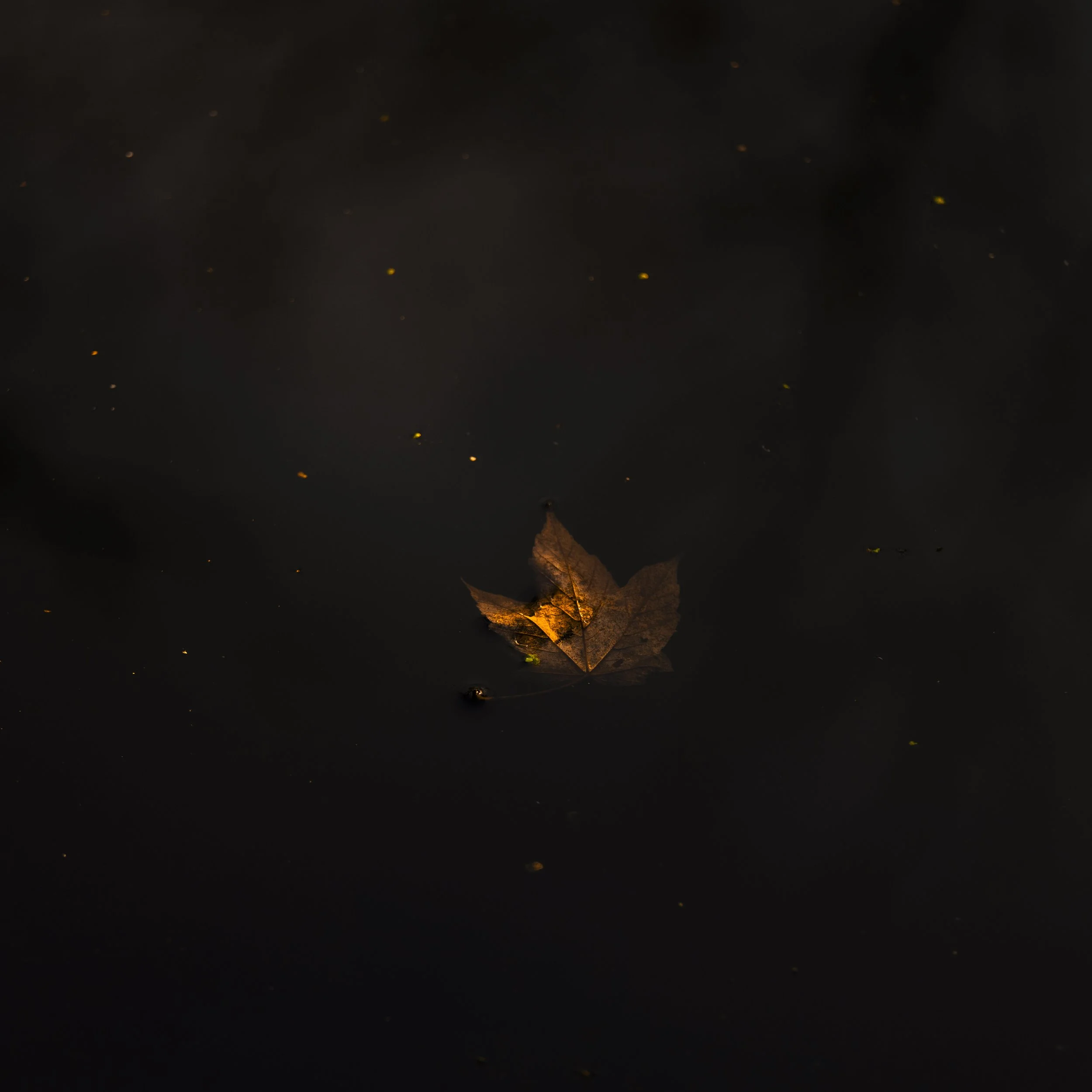 A leaf floating on a dark water surface with small yellow specks and reflections.