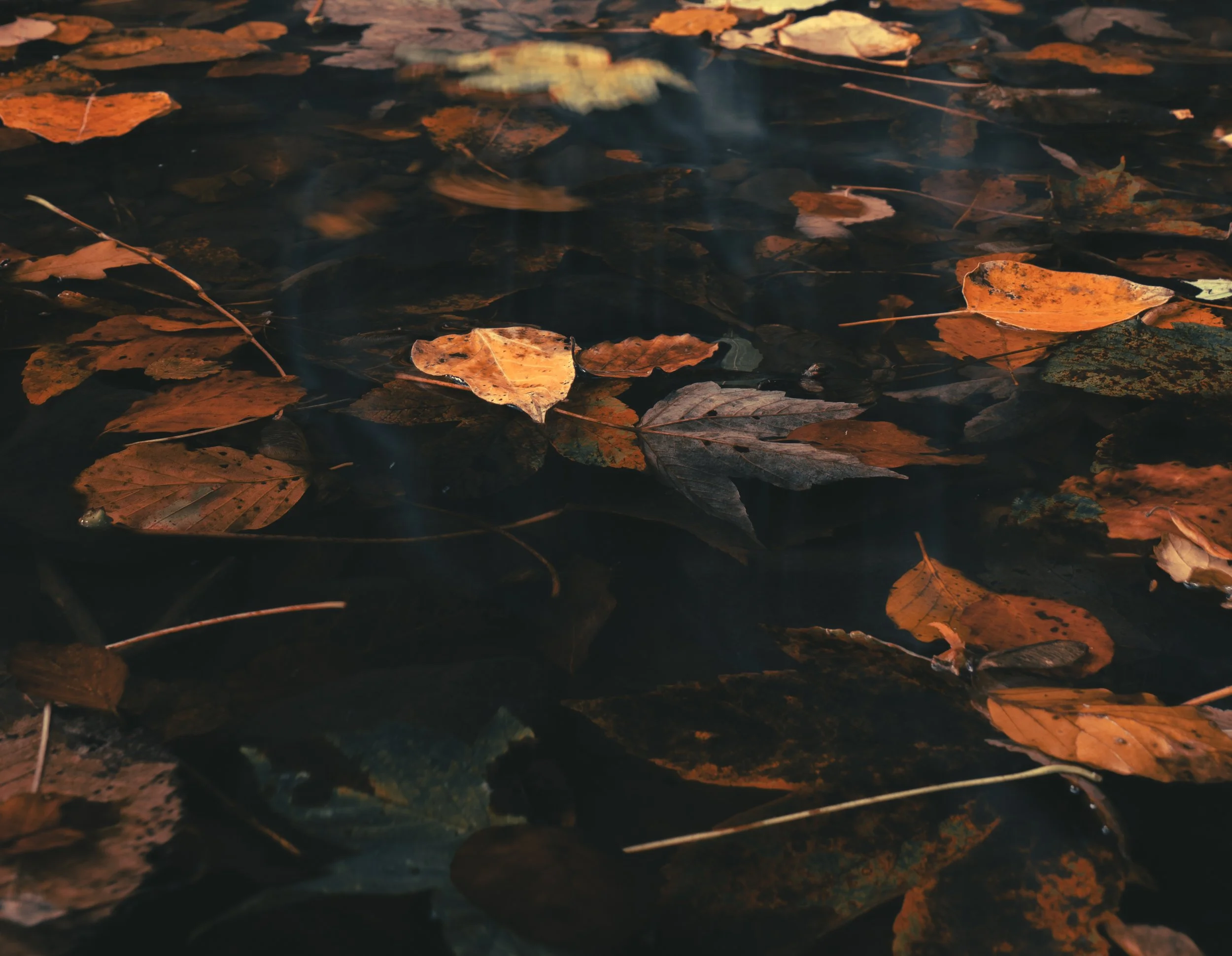 Close-up of water with floating fallen autumn leaves in shades of orange, yellow, and brown.