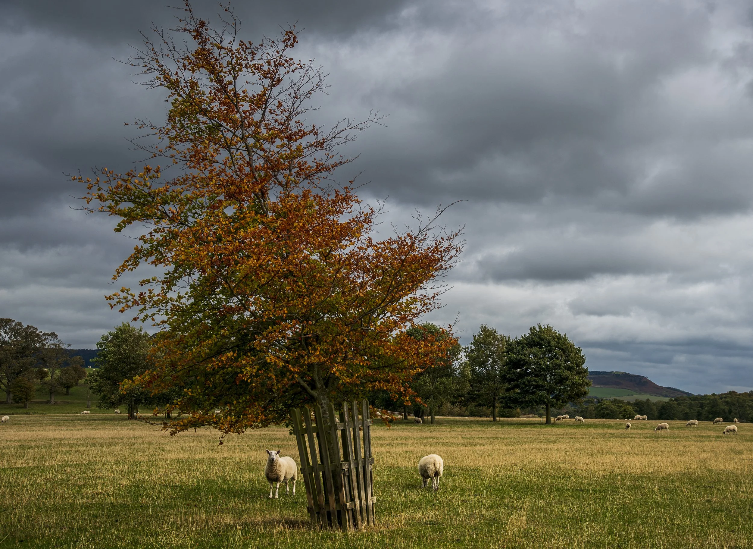 A rural landscape with a cloudy sky, a large tree with orange and green leaves, sheep grazing in a field, and a leaning wooden fence with a sheep in foreground.
