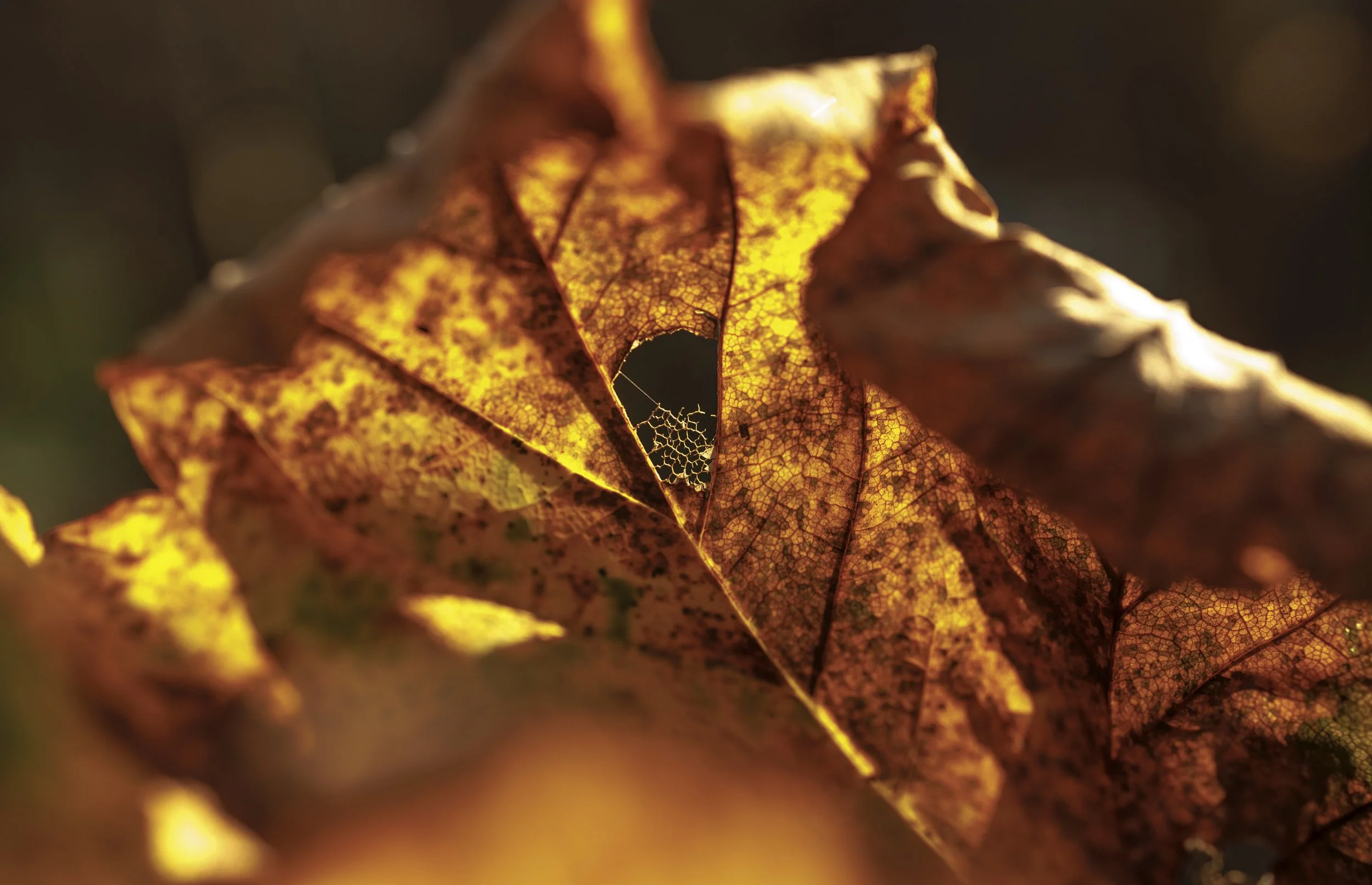 Close-up of a withered autumn leaf backlit by sunlight, revealing intricate vein patterns and a small hole with spiderweb.