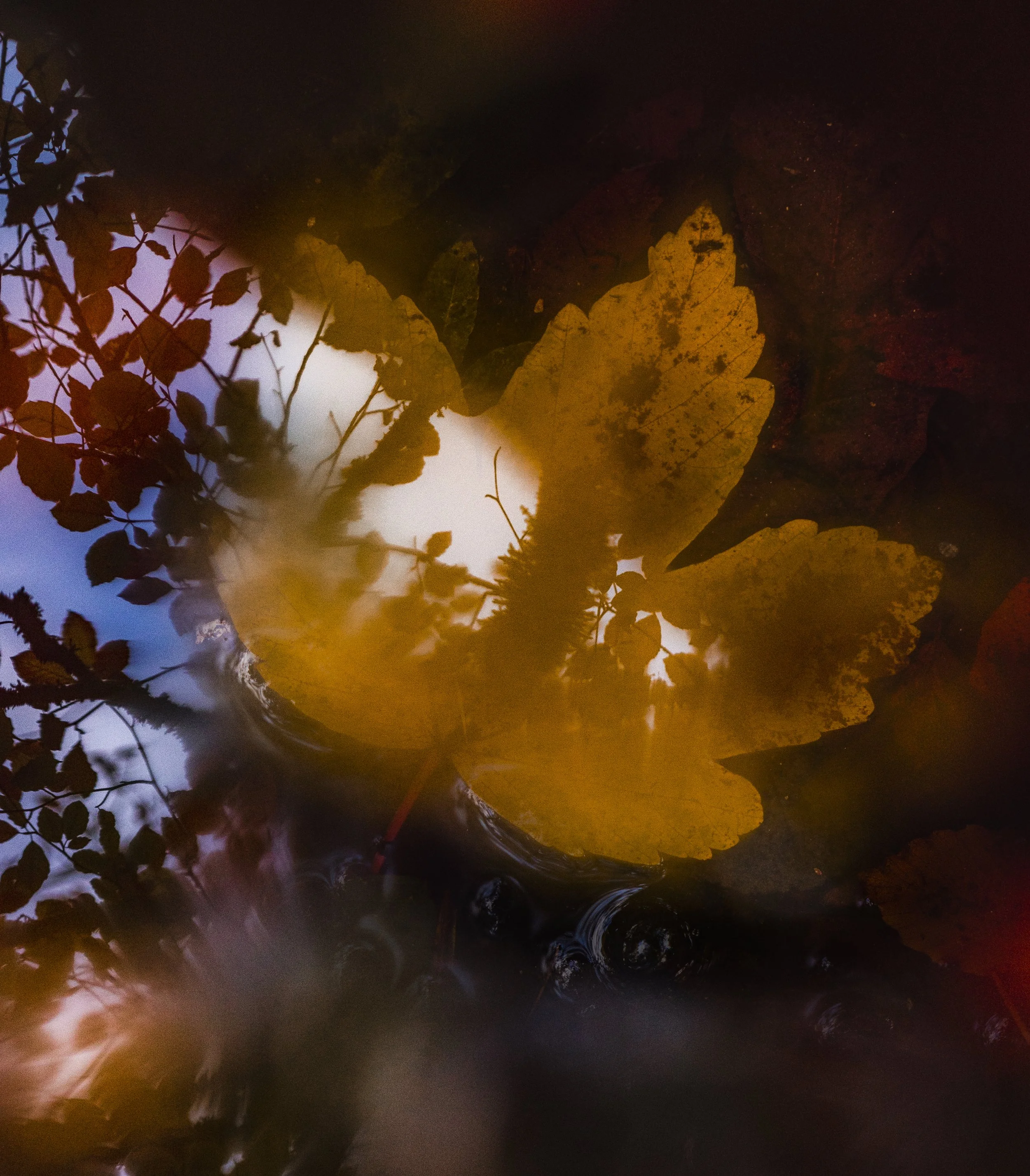 Close-up of fallen leaves on wet ground with water reflecting the sky and trees during sunset or sunrise.