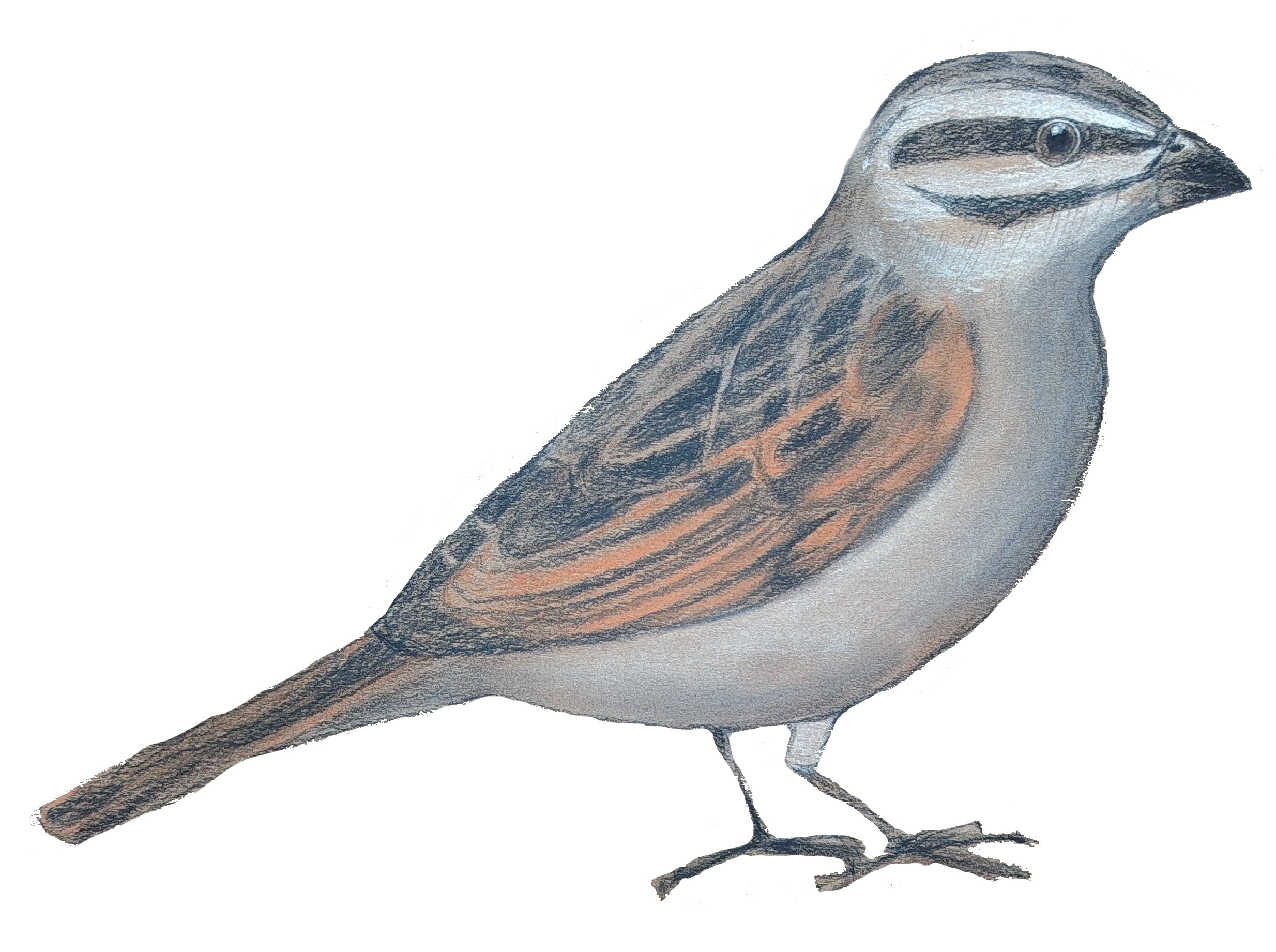 A streepkoppie bird with gray and rust-orange feathers sits on a branch, facing right, with a black eye and a sharp beak.