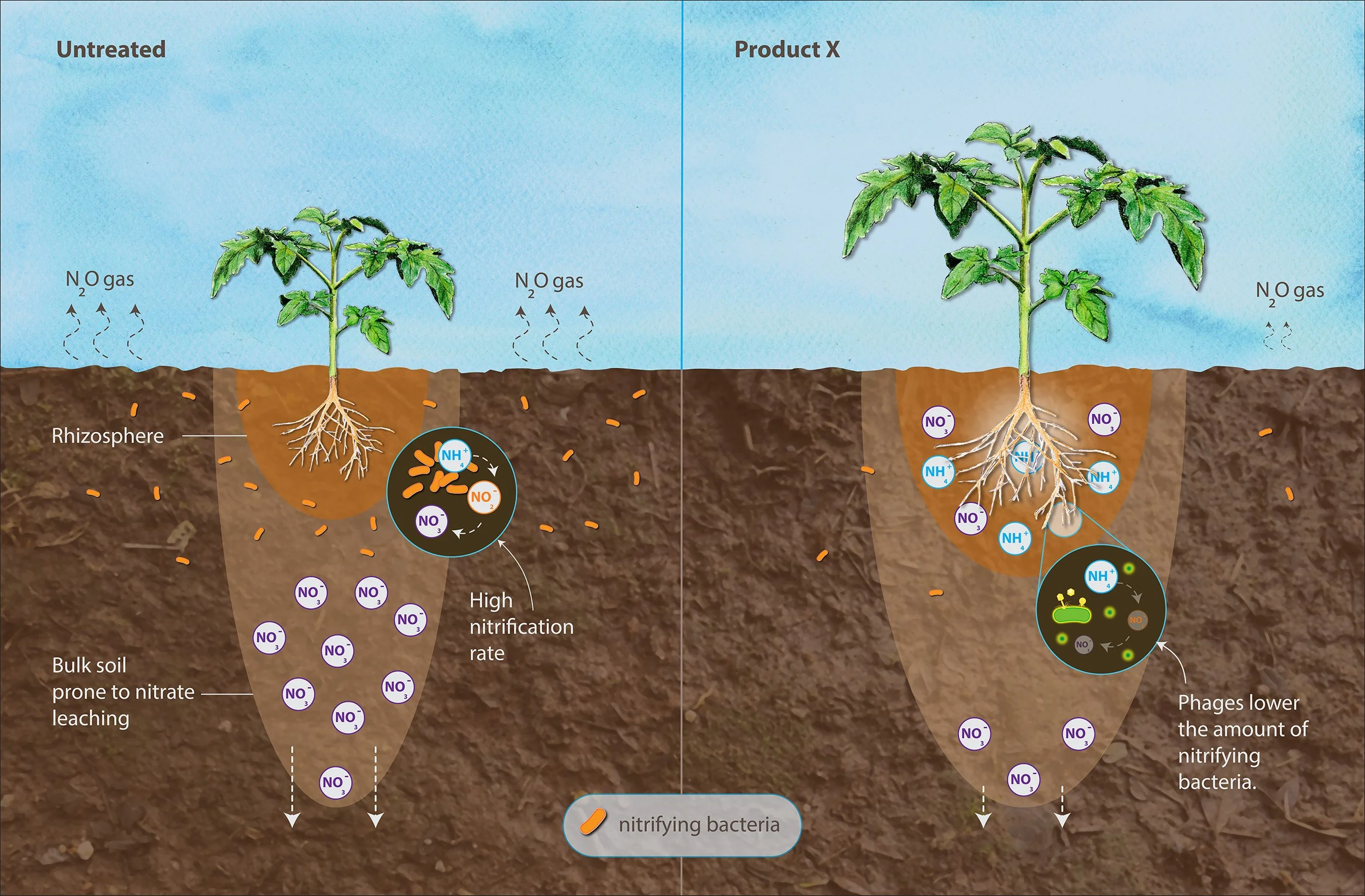 Diagram comparing untreated soil and soil treated with Product X showing reduced nitrifying bacteria and nitrates, including labels for soil layers, bacteria and nitrogen compounds.