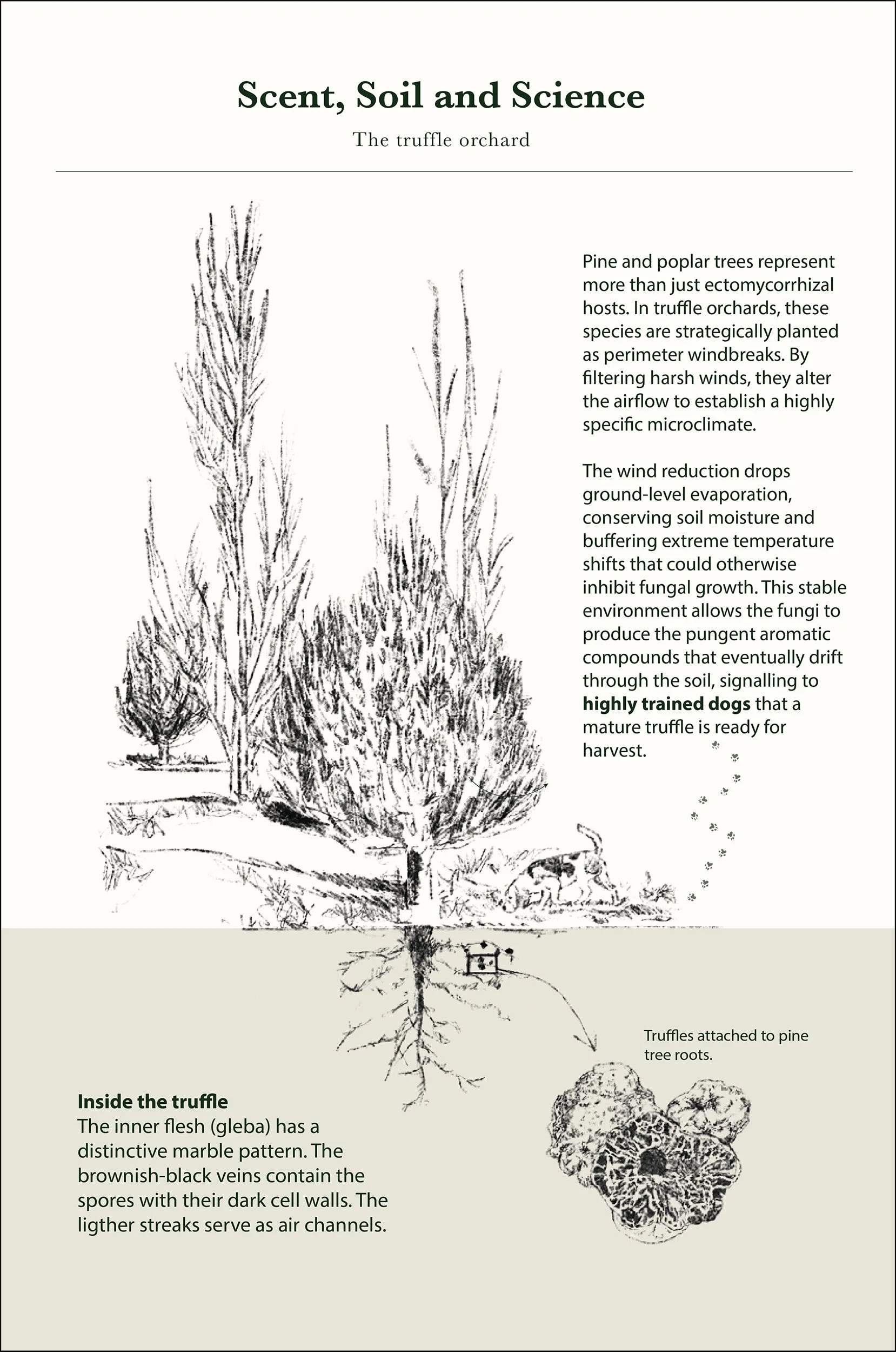 An illustration of a pine tree with labels showing the inside of a truffle, the truffle attached to pine tree roots, and the appearance of a mature truffle with a marble-like pattern and dark cell walls.