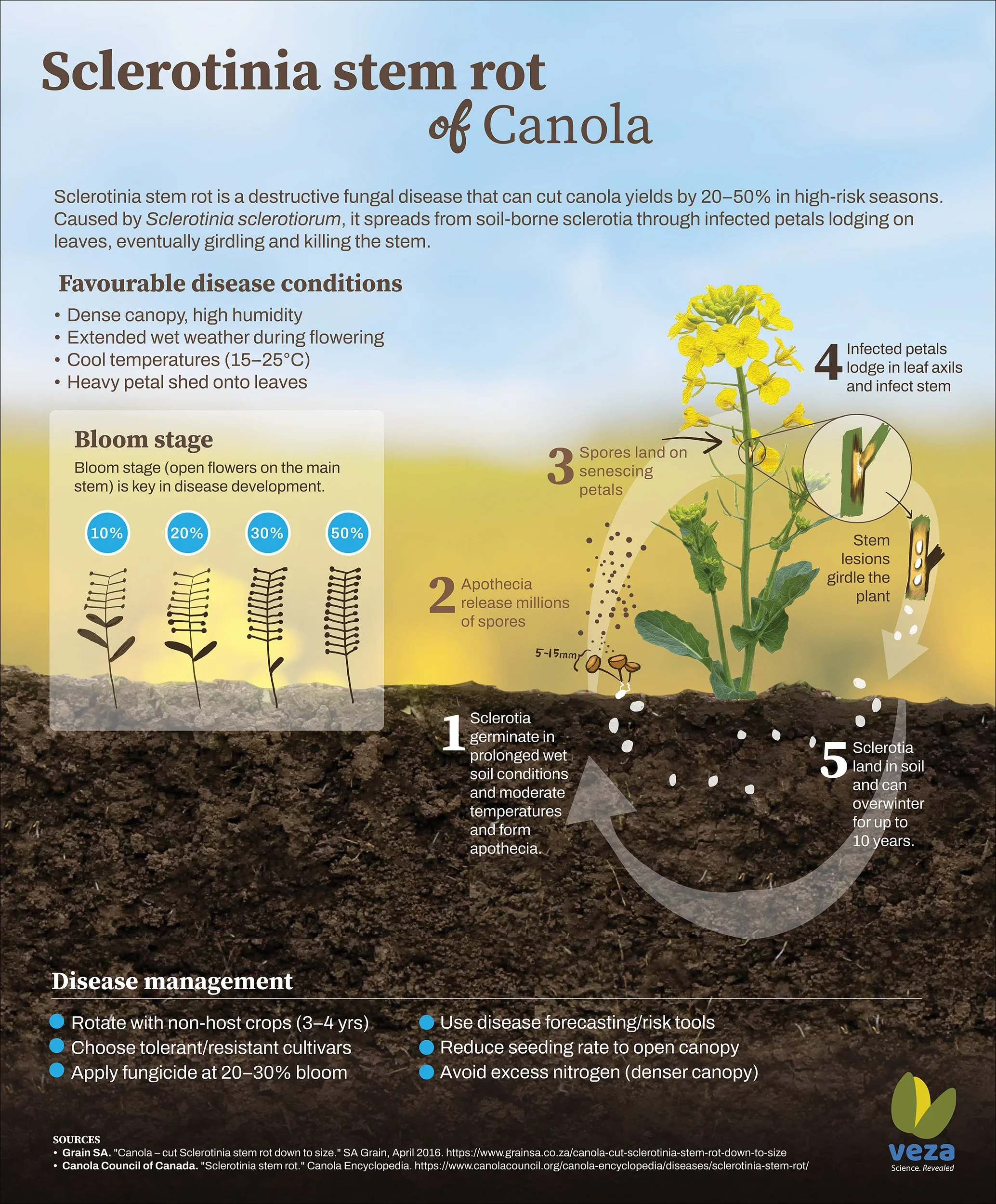 An infographic about Sclerotinia stem rot of canola, showing the disease development stages from germination in wet soil, spore release, infection, to stem lesions and overwintering. It includes control measures, with illustrations of canola plants and roots.