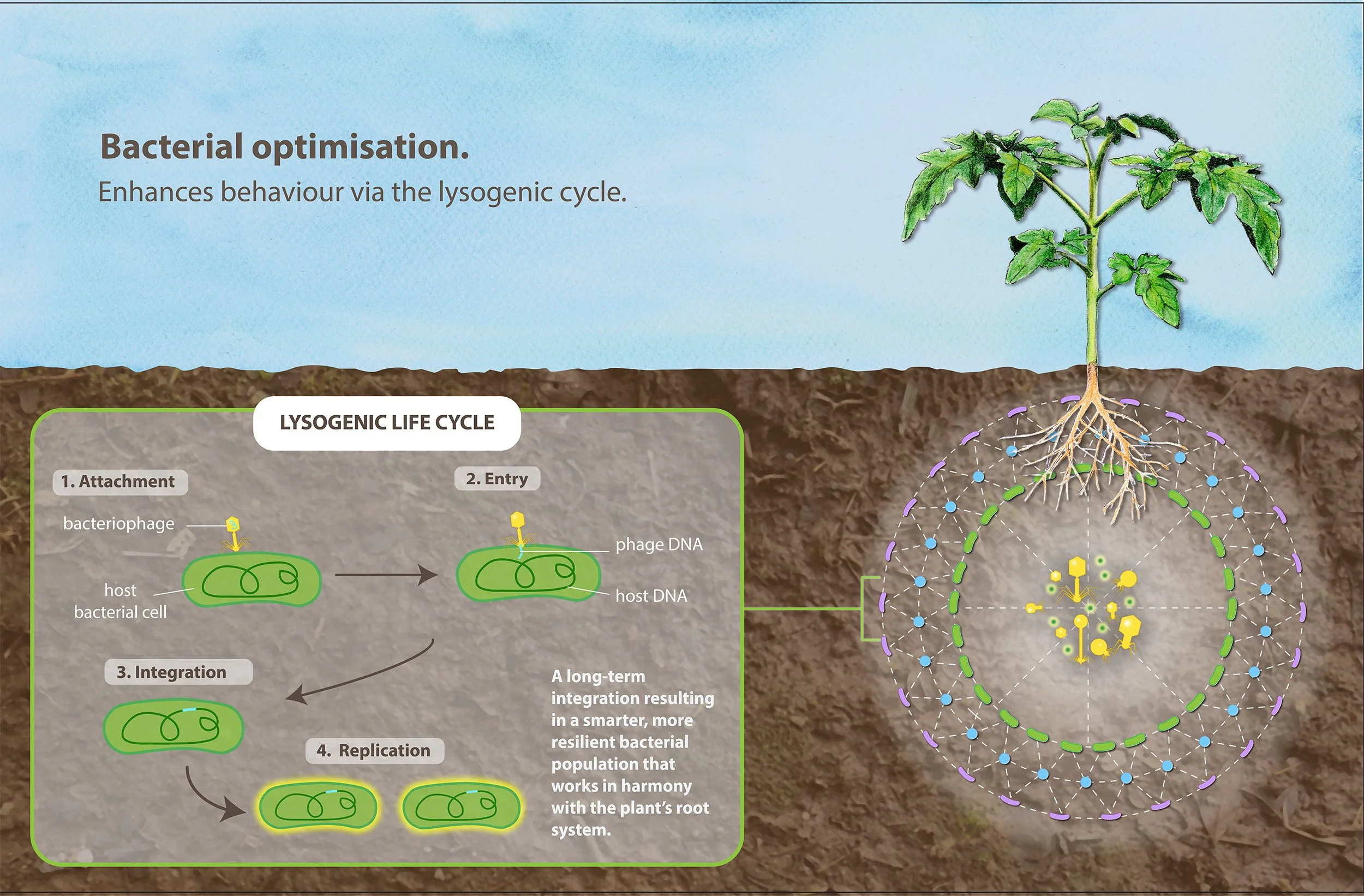 Illustration showing the bacterial lysogenic cycle in plants, including stages of attachment, entry, integration and replication, with a young plant and roots.