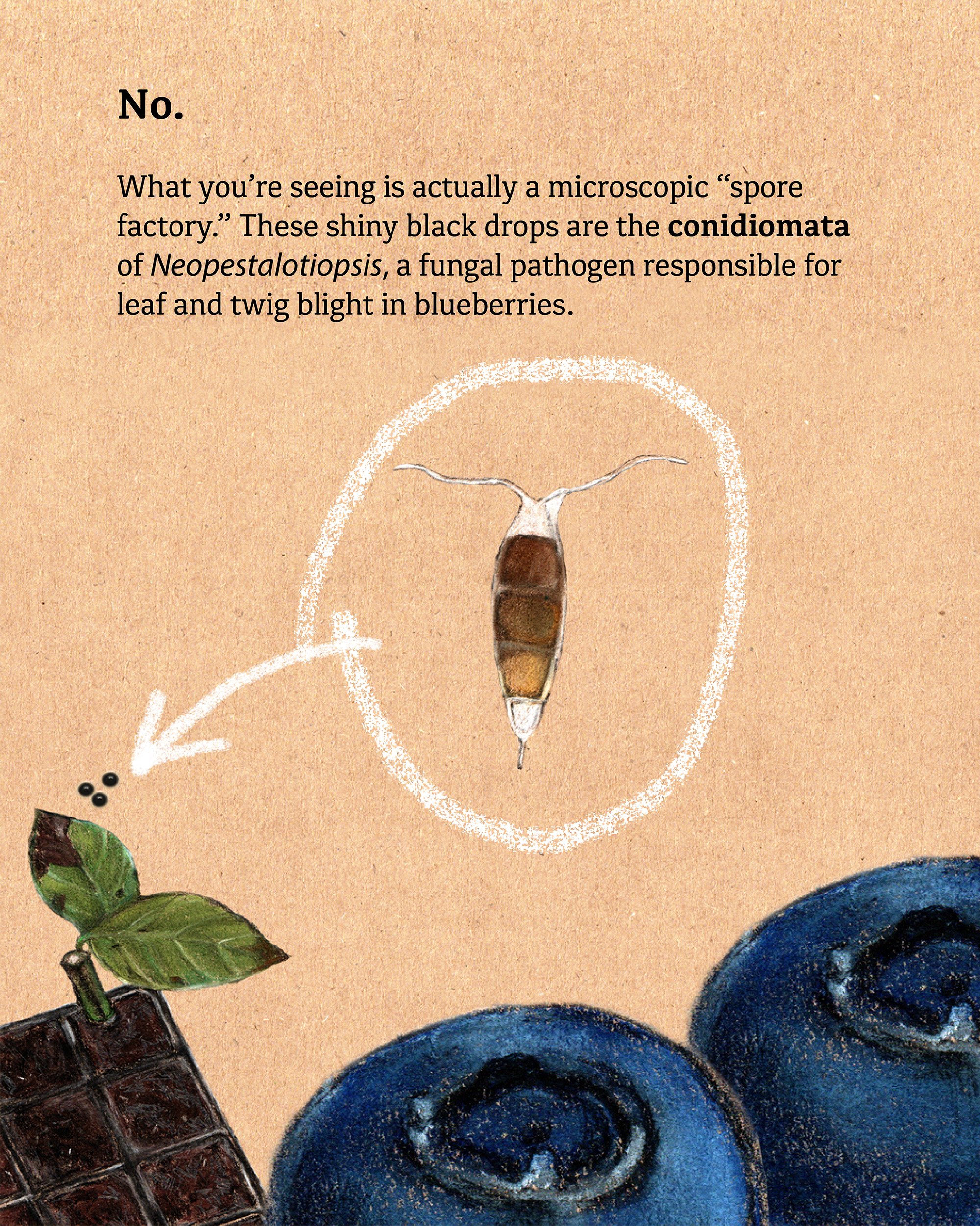 Close-up of a scientific illustration showing a microscopic spore, conidiomata, and a part of a plant leaf and pot, with text explaining the structures.