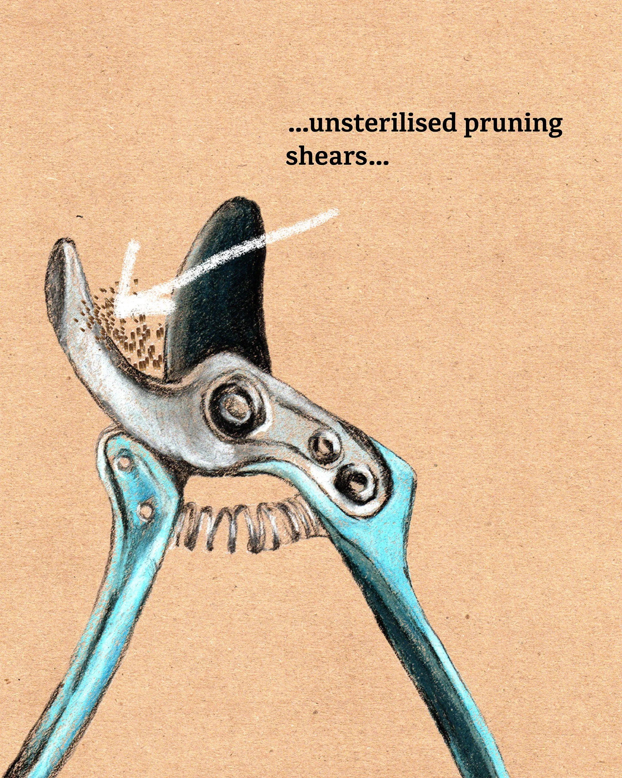 Close-up of a detailed illustration showing a dinosaur skull with a focus on the jaws, teeth, and upper skull, with a note about unsterilised pruning shears.