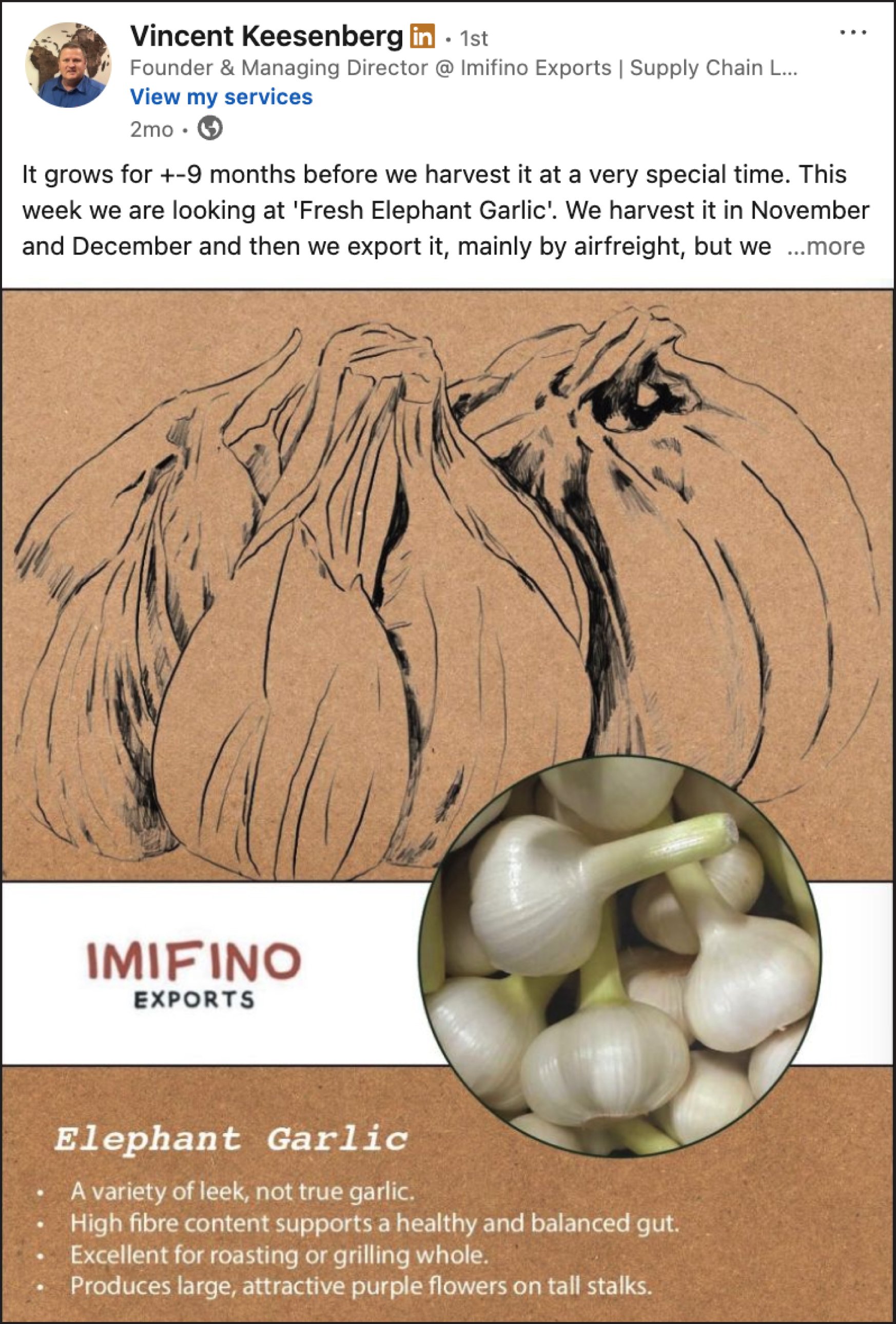 A promotional post for Garlic, featuring a close-up photo of garlic. Behind it, there is a background with a sketch or drawing of garlic, and text that describes the health benefits and features